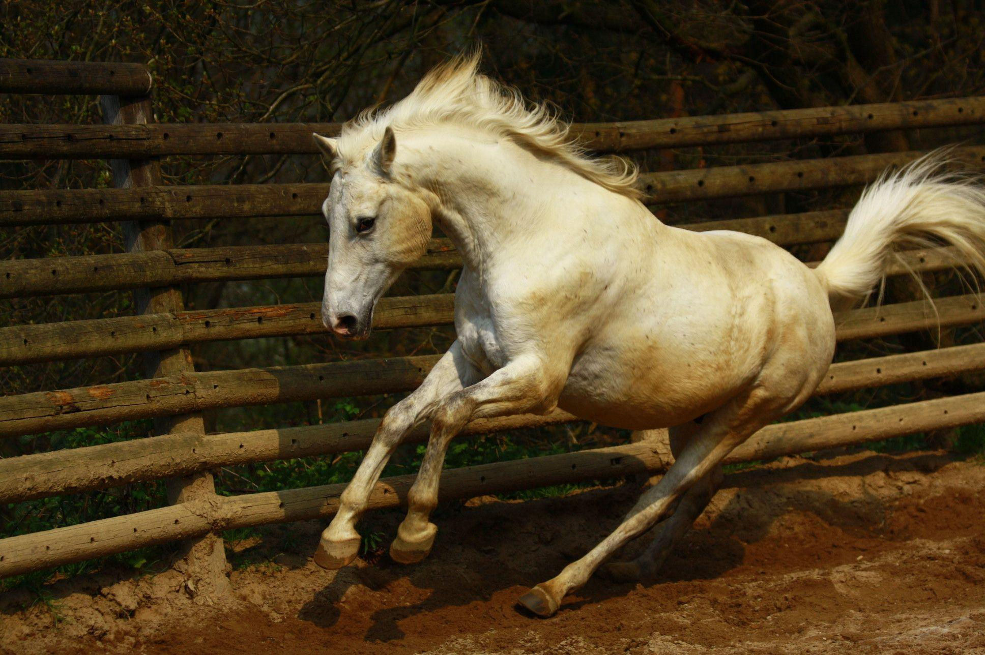 Wallpaper #-x2ULJMBlOZrFDOkz8qk72 Arabian Horse Wallpapers Wallpaper Cave