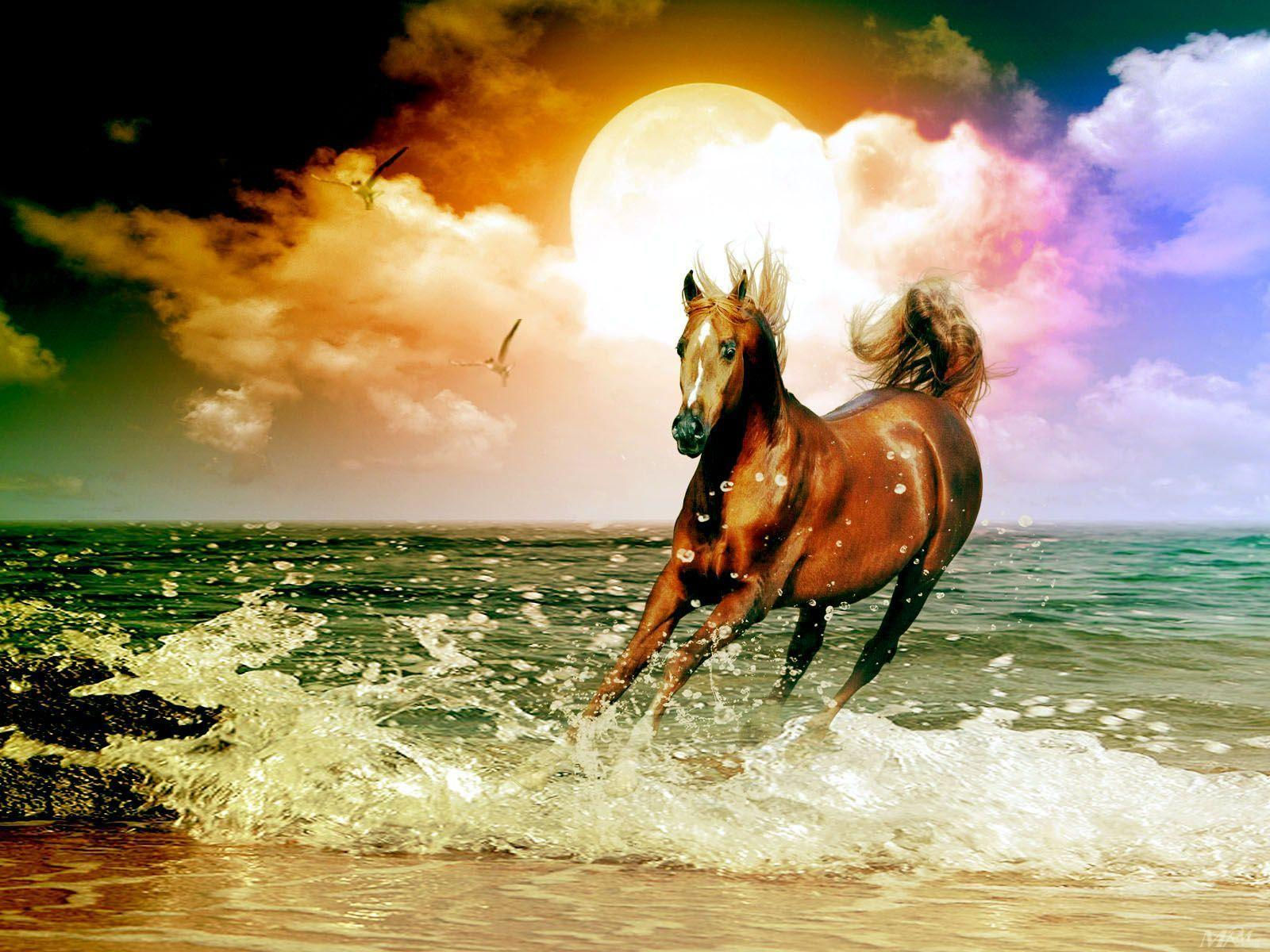 Wallpaper #-x2ULJMBlOZrFDOkz8qk122 Arabian Horse Wallpapers Wallpaper Cave