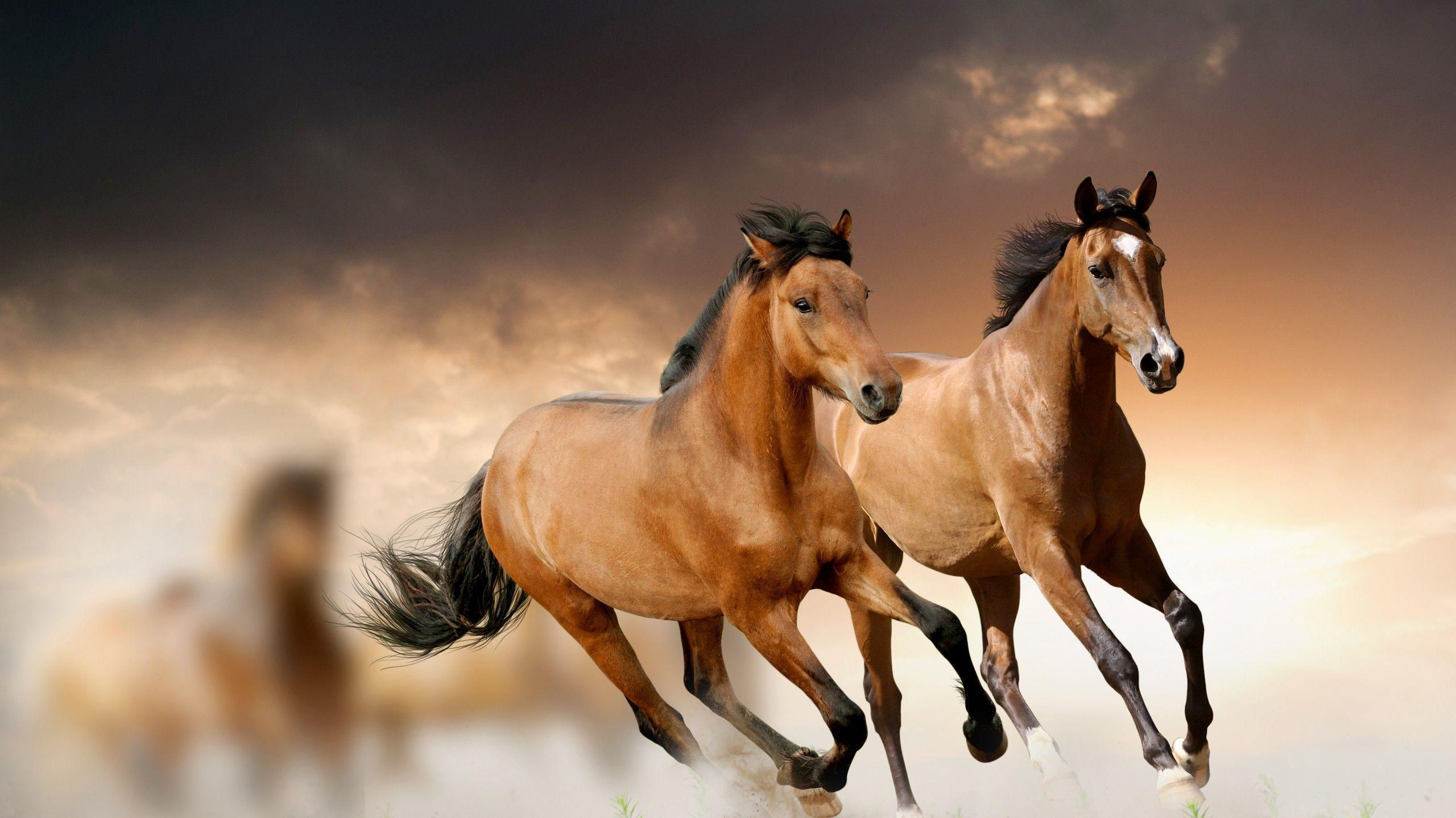 Wallpaper #Q31n8I4Bnwiau_P6UwYf10 Cool Horse Backgrounds Wallpaper Cave