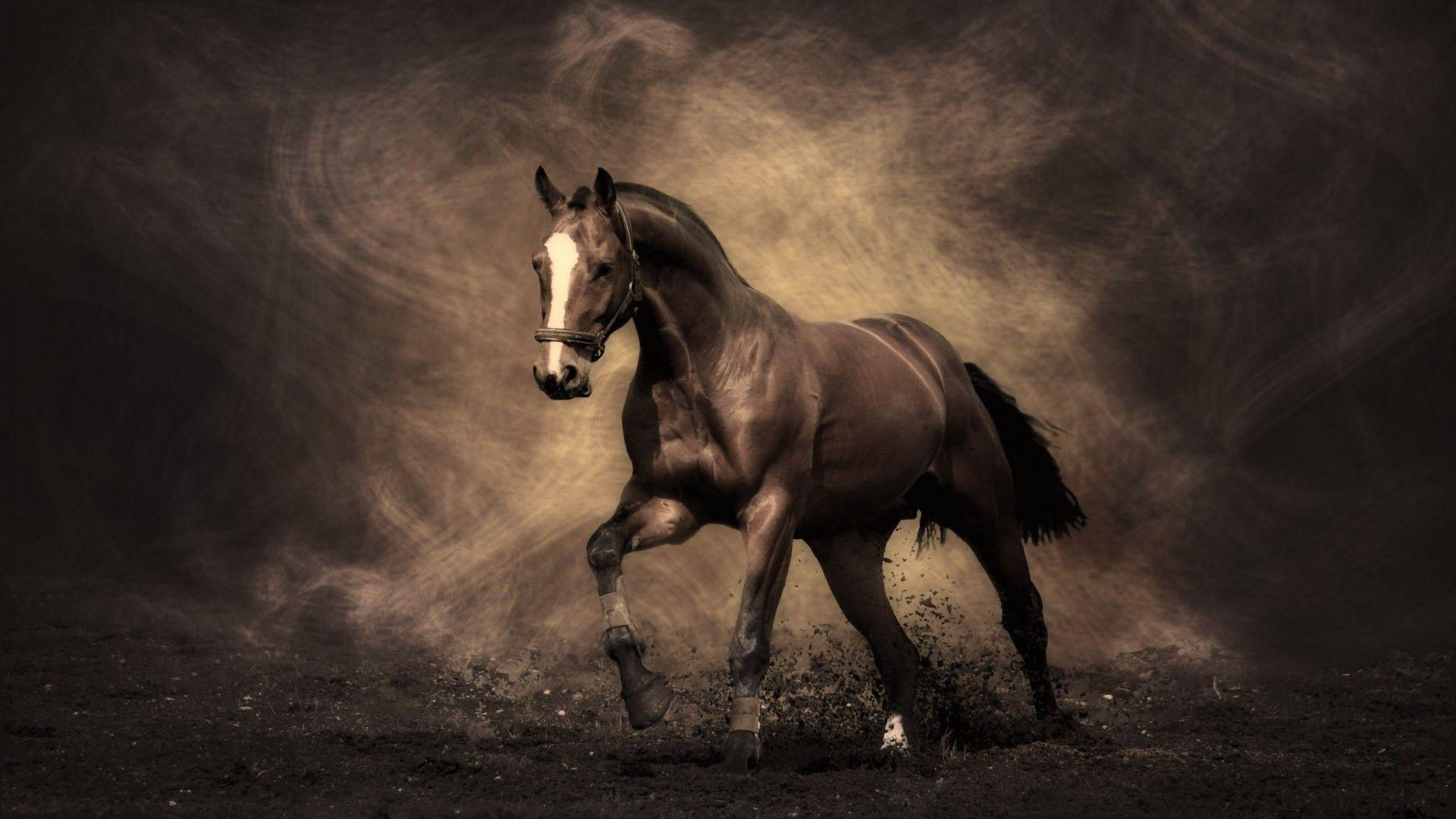 Wallpaper #Ln1h8I4Bnwiau_P6-Aaj8 Free Horse Screensavers and Wallpapers Wallpaper Cave