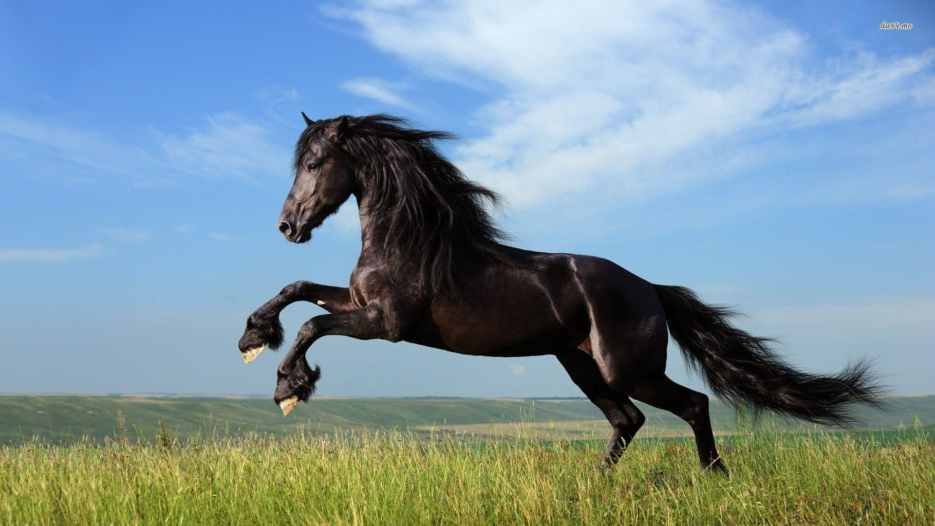 Wallpaper #LH1h8I4Bnwiau_P6ewav13 Black Horse Wallpapers Wallpaper Cave