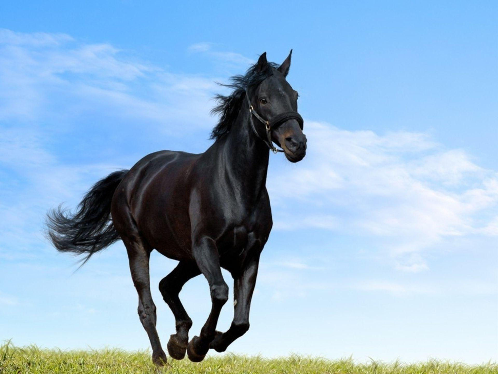 Wallpaper #Ln1h8I4Bnwiau_P6-Aaj58 Black Horse Wallpapers Wallpaper Cave
