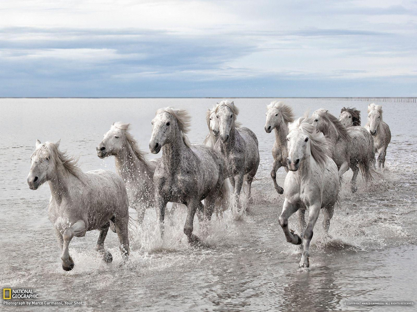 Wallpaper #9h2ULJMBlOZrFDOkbsoH315 Wild Horses Wallpapers Wallpaper Cave