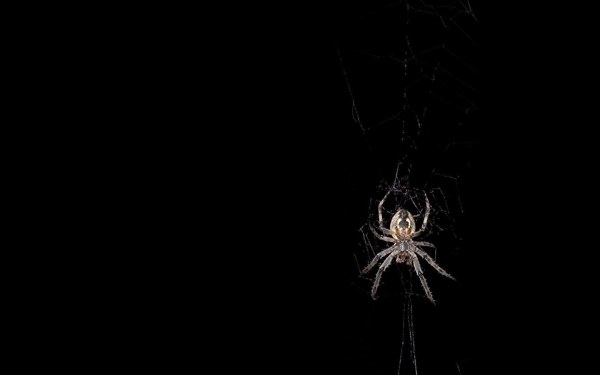 Wallpaper #bECXMZMBJhL2WPbaVMct436 Free Spider Wallpapers Wallpaper Cave