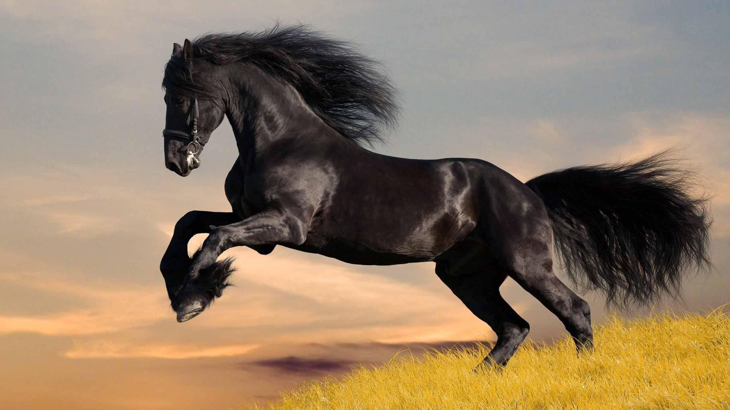 Wallpaper #bWfaEpMBSpphPi3-4_0h52 Black Horse Wallpapers Wallpaper Cave