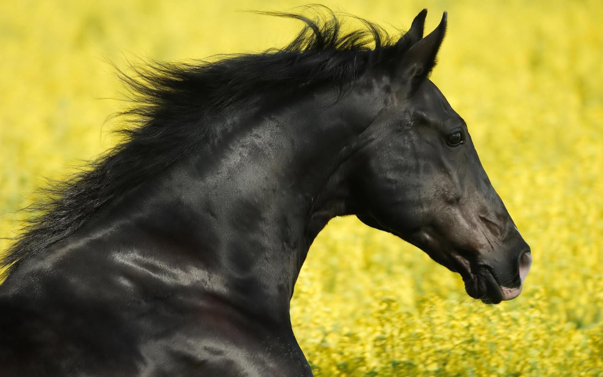 Wallpaper #LH1h8I4Bnwiau_P6ewav17 Black Horse Wallpapers Wallpaper Cave