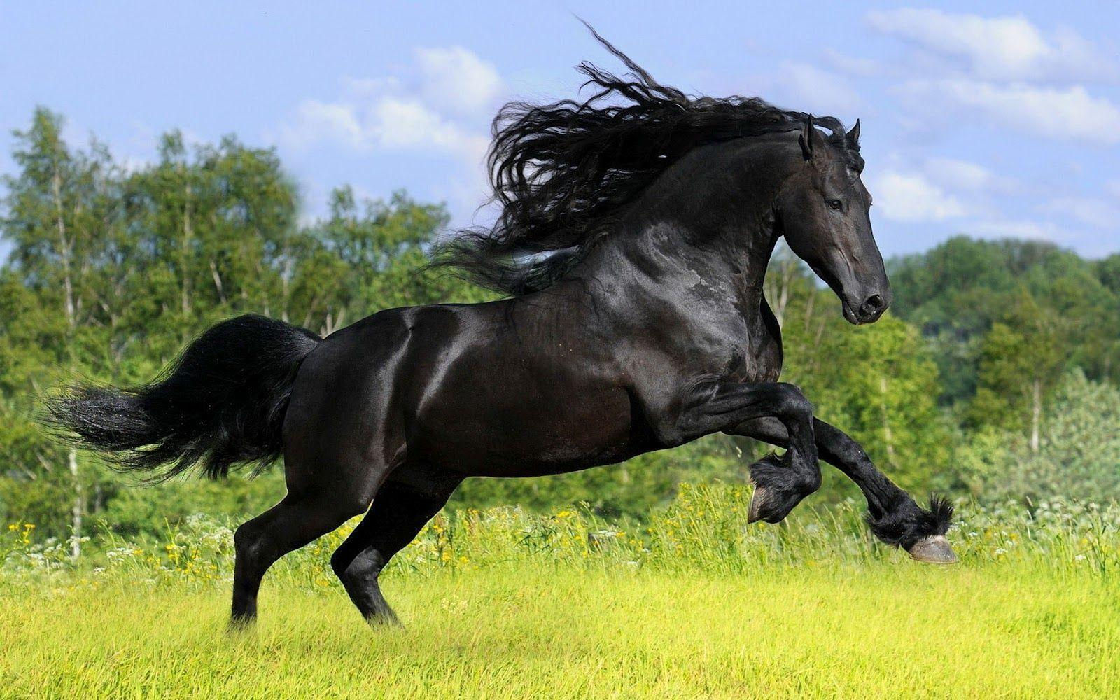 Wallpaper #bWfaEpMBSpphPi3-4_0h1 Black Horse Wallpapers Wallpaper Cave