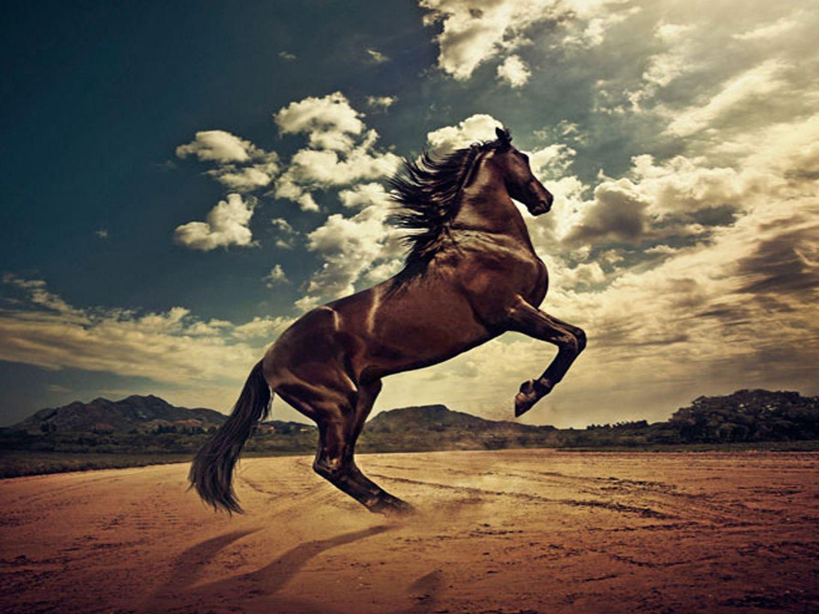 Wallpaper #Gx2aLJMBlOZrFDOk68sw314 Free Horse Screensavers and Wallpapers Wallpaper Cave