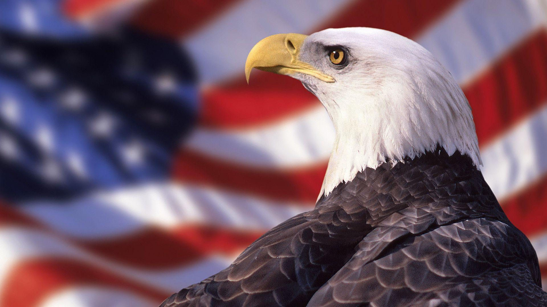 Wallpaper #6ef95 11209 Gier Eagle Images Stock Photos Vectors Shutterstock