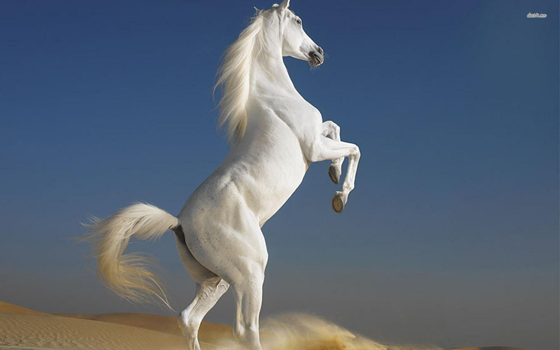 Wallpaper #th2FLJMBlOZrFDOkscqQ79 White Horse Wallpapers Wallpaper Cave