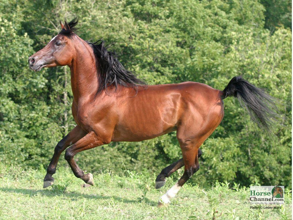 Wallpaper #Ln1h8I4Bnwiau_P6-Aaj57 Free Horse Screensavers and Wallpapers Wallpaper Cave