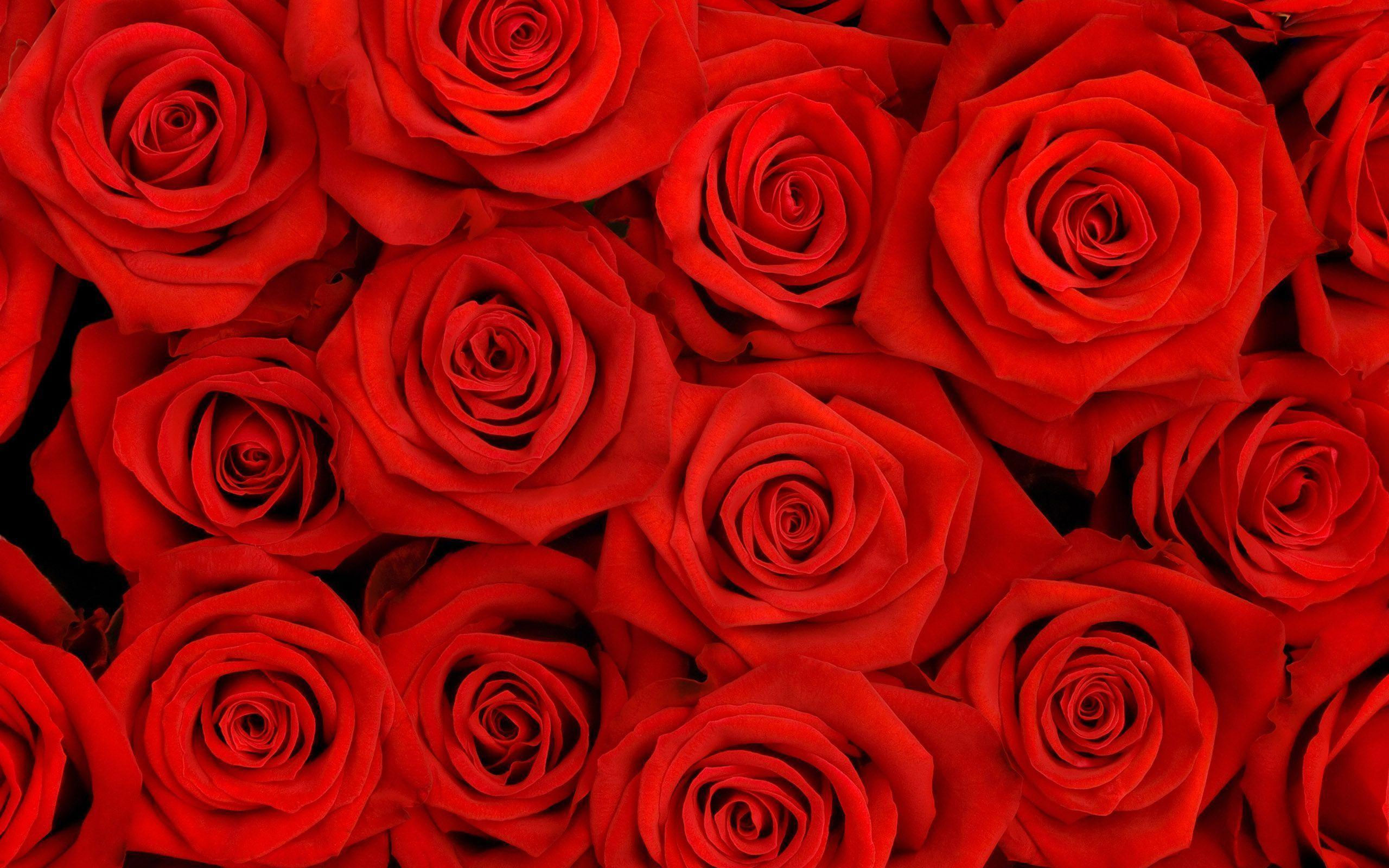 Wallpaper #umhUIpMBSpphPi3-VDJ0139 Red Roses Backgrounds Wallpaper Cave