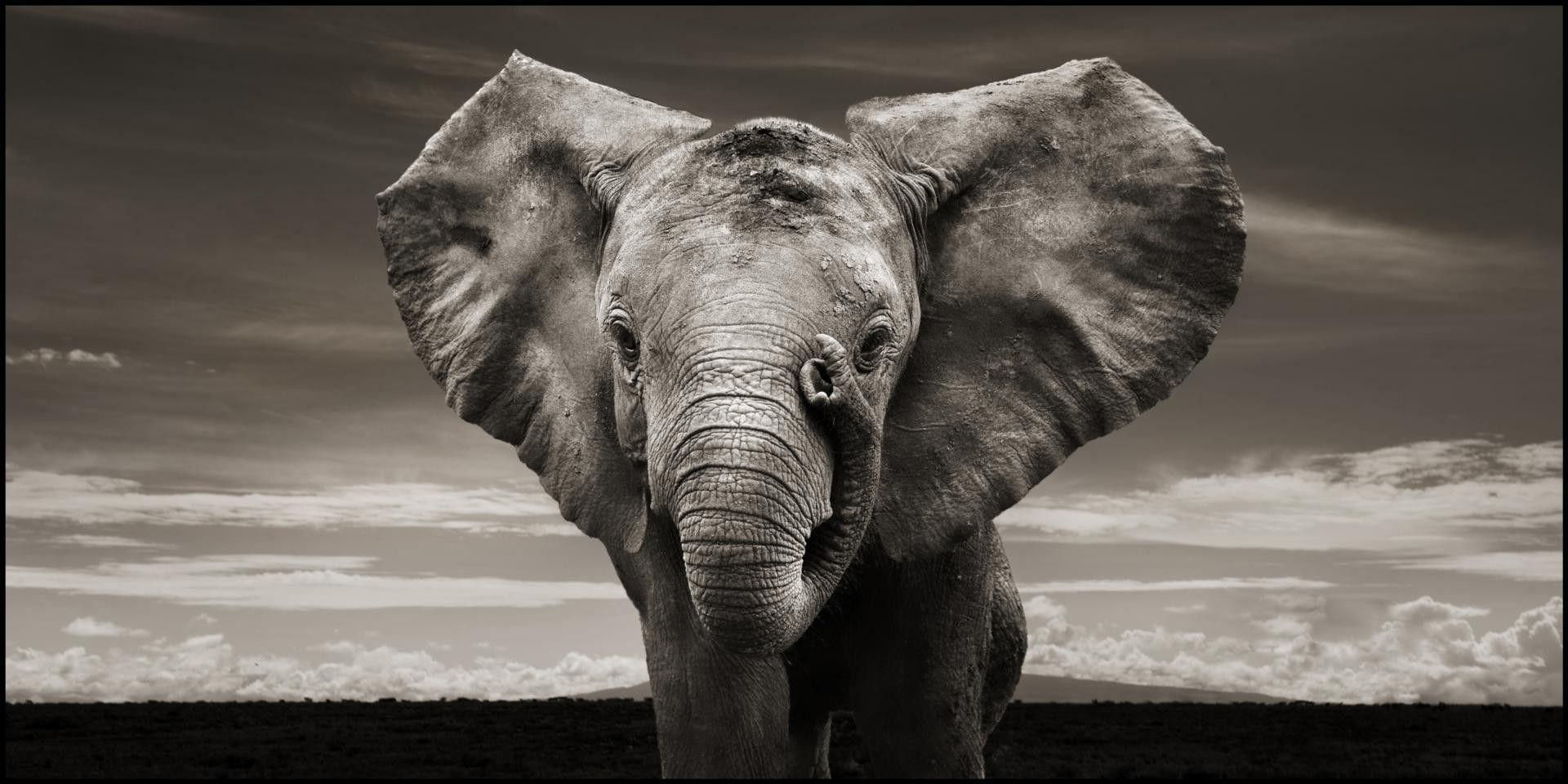 Wallpaper #sHfNJ5MB-pgBXx60h6cK18 Elephant Wallpapers Wallpaper Cave