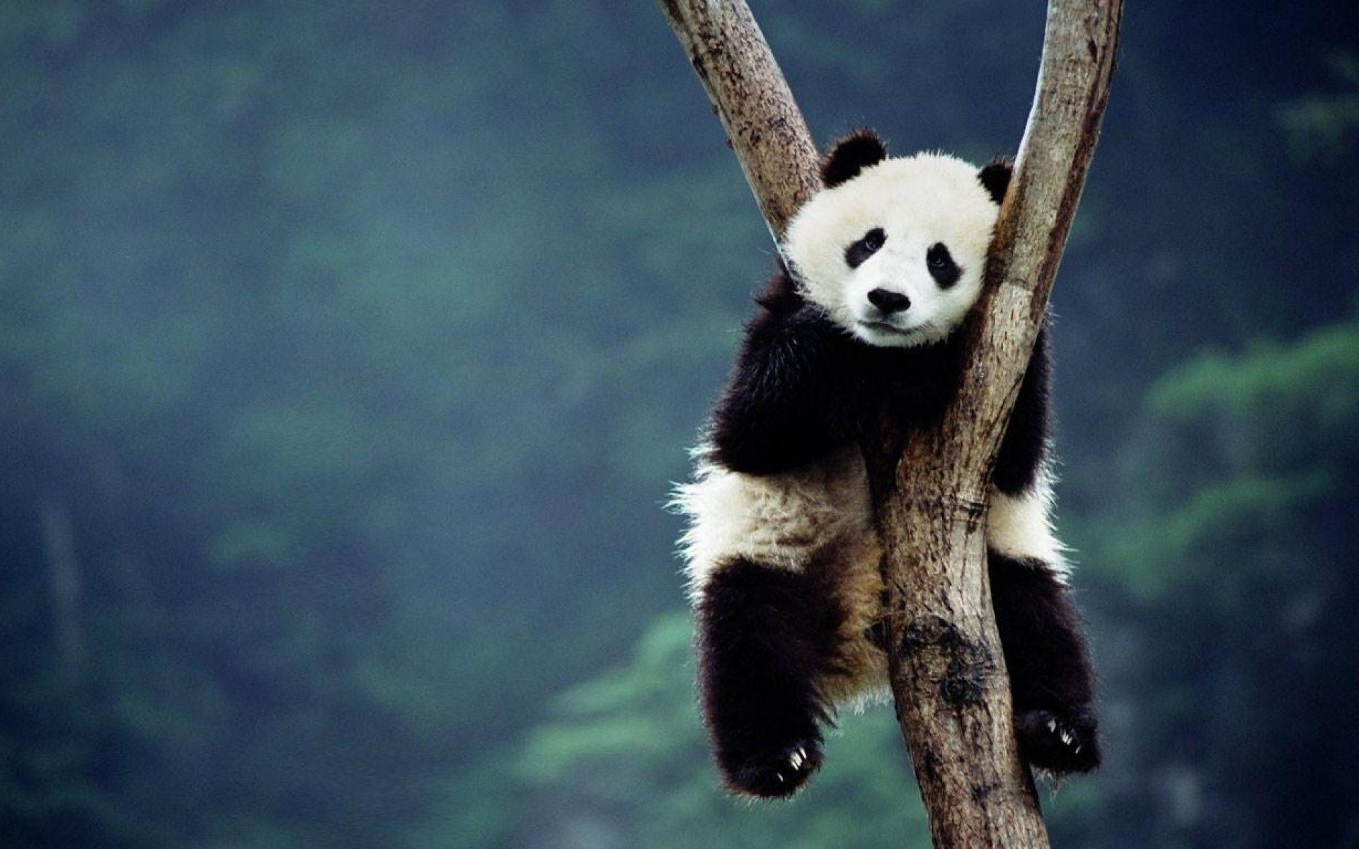 Wallpaper #jH1O8o4Bnwiau_P6YgsK35 Panda Bear Backgrounds Wallpaper Cave