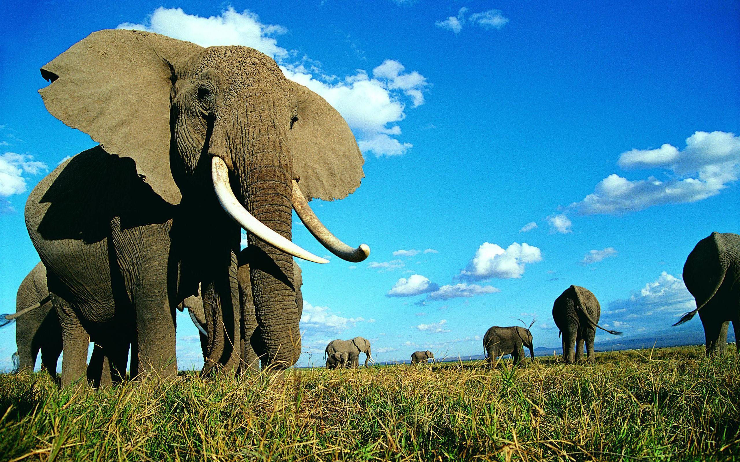 Wallpaper #sHfNJ5MB-pgBXx60h6cK19 Elephant Desktop Backgrounds Wallpaper Cave