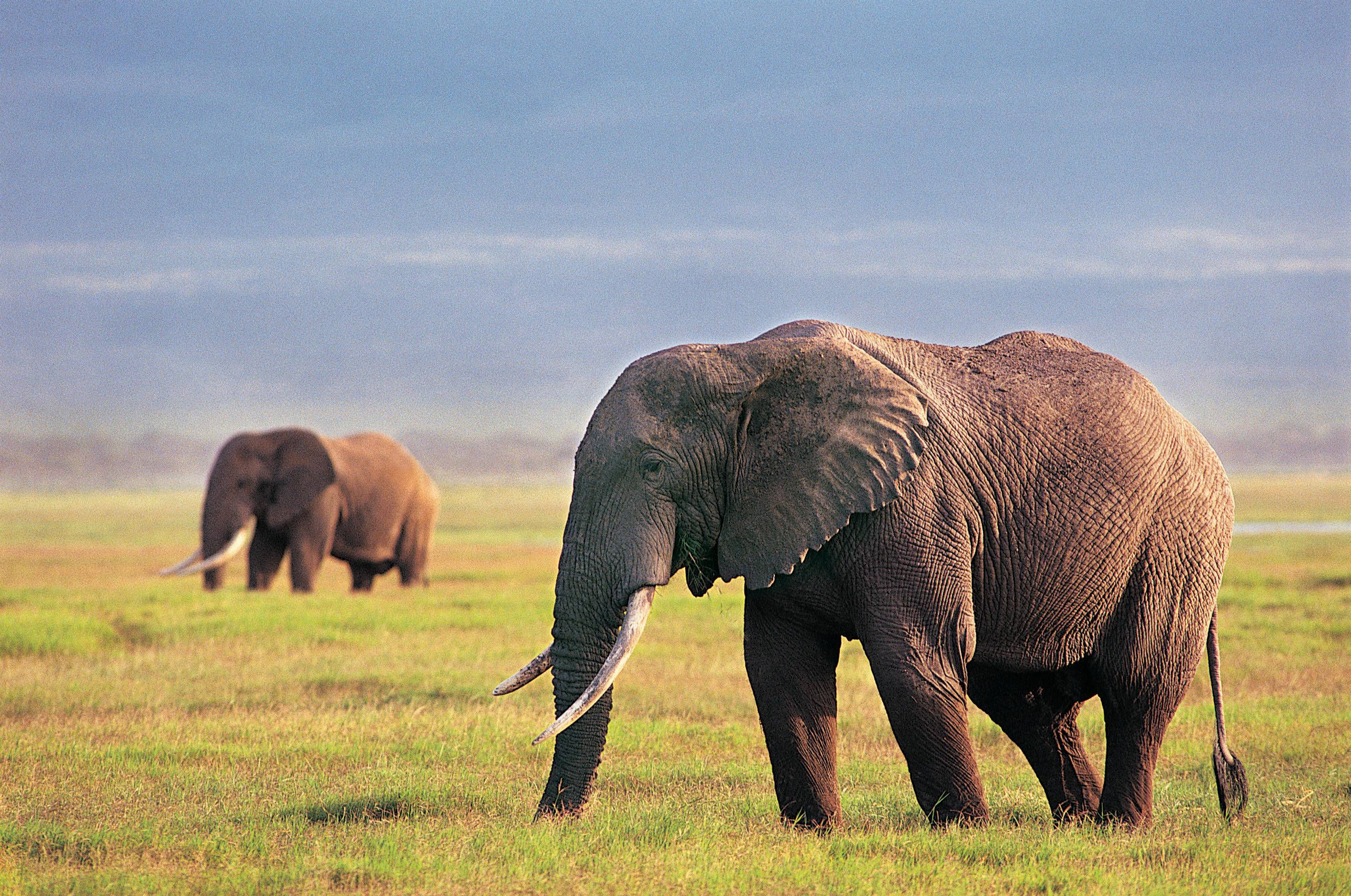 Wallpaper #sHfNJ5MB-pgBXx60h6cK141 Elephant Wallpapers Wallpaper Cave