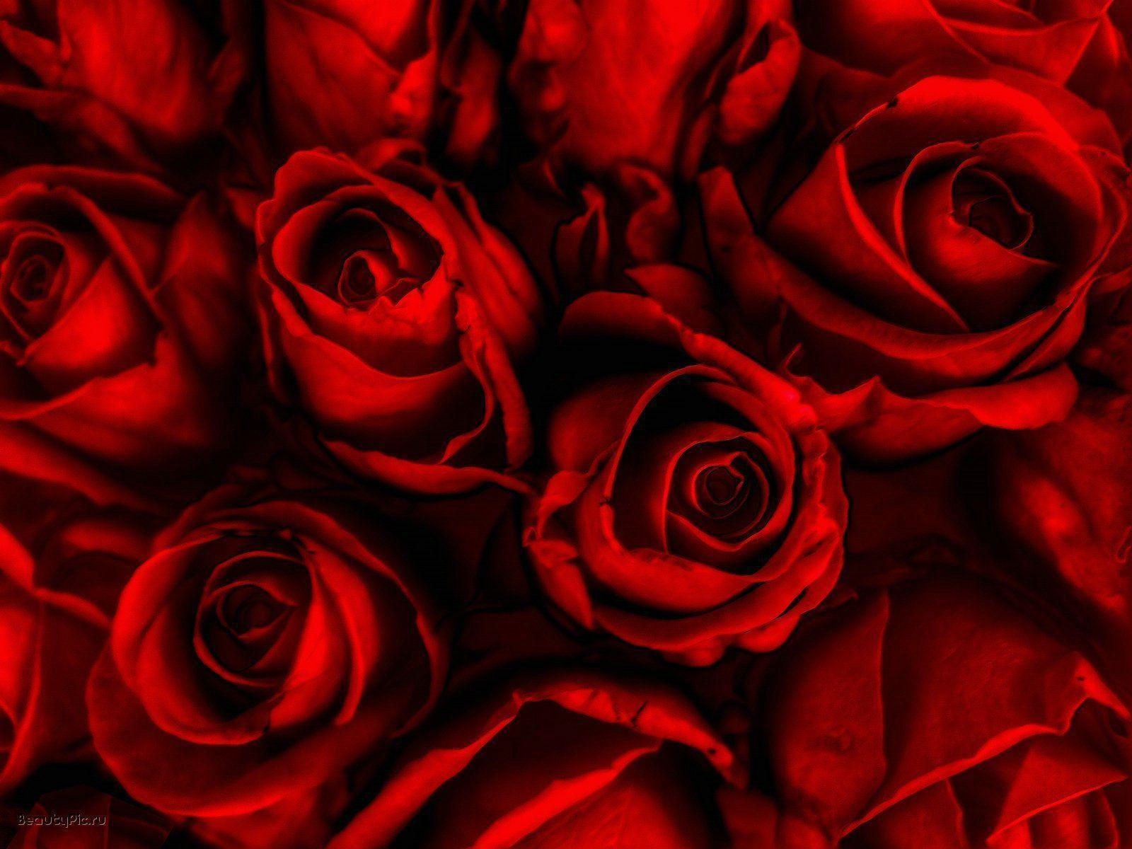 Wallpaper #umhUIpMBSpphPi3-VDJ0152 Red Roses Backgrounds Wallpaper Cave