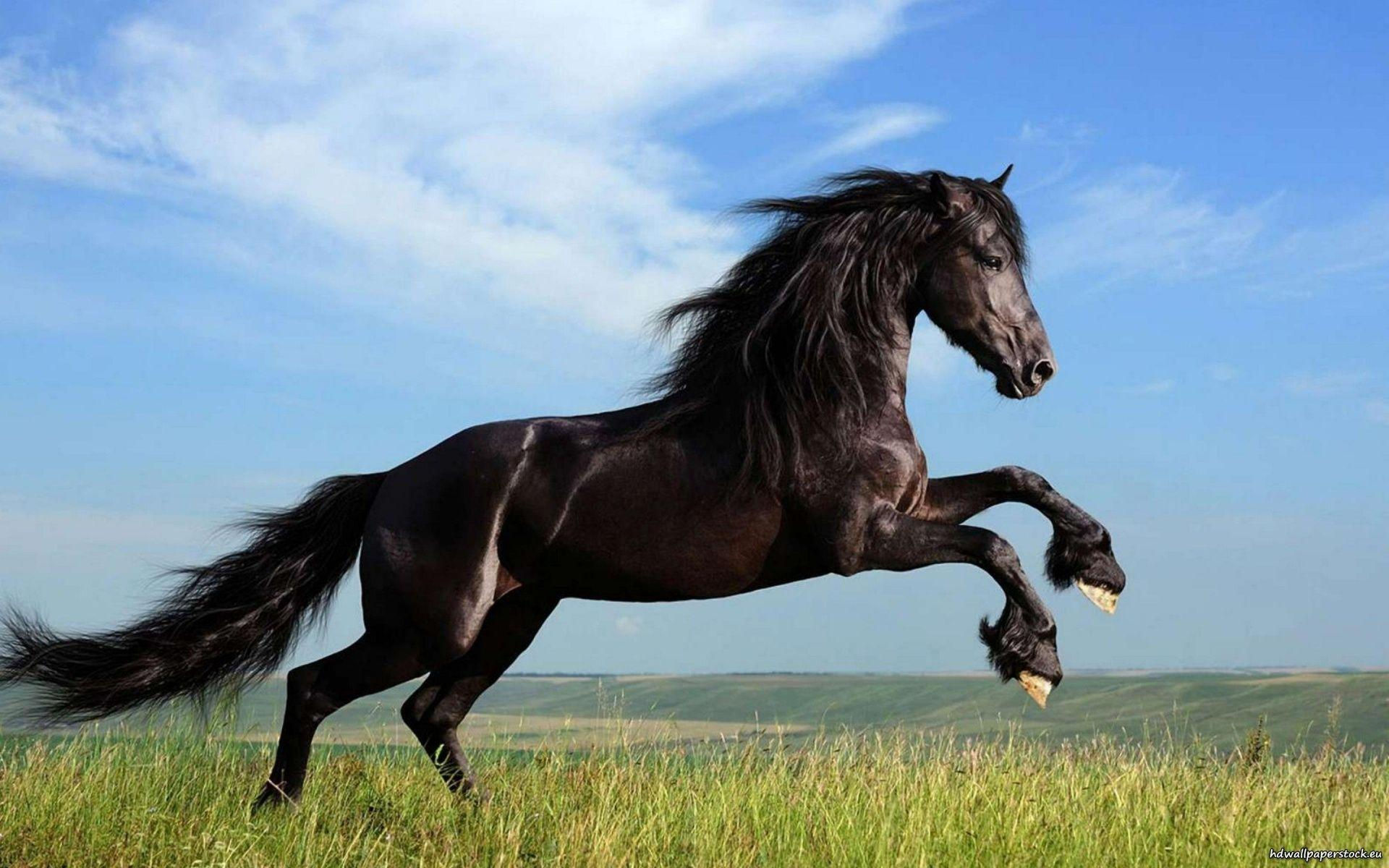 Wallpaper #Gx2aLJMBlOZrFDOk68sw255 Black Horse Wallpapers Wallpaper Cave