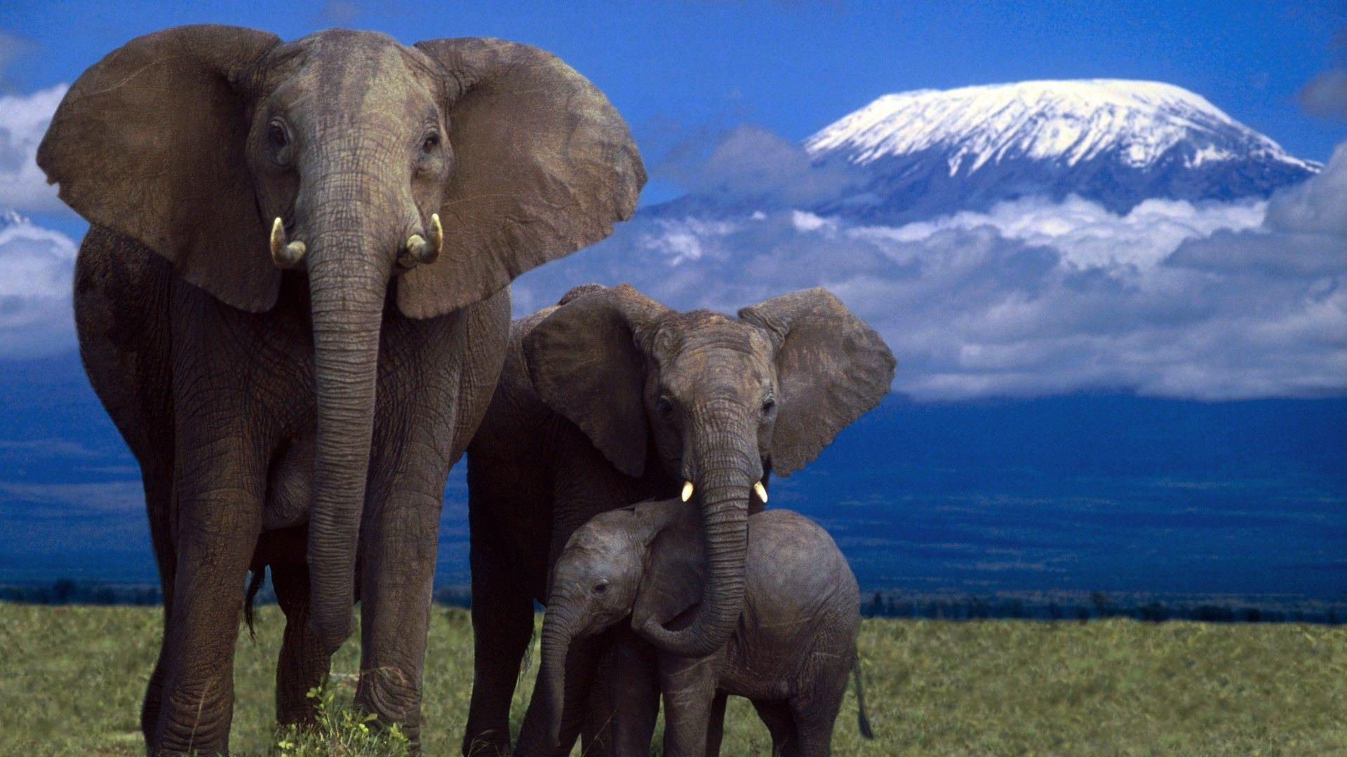 Wallpaper #sHfNJ5MB-pgBXx60h6cK17 Elephant Desktop Wallpapers Wallpaper Cave