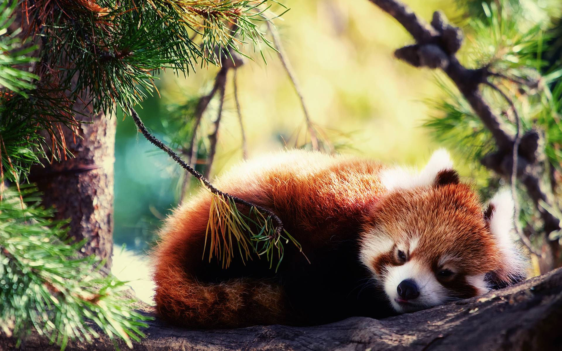 Wallpaper #jH1O8o4Bnwiau_P6YgsK31 Red Panda Wallpapers Wallpaper Cave