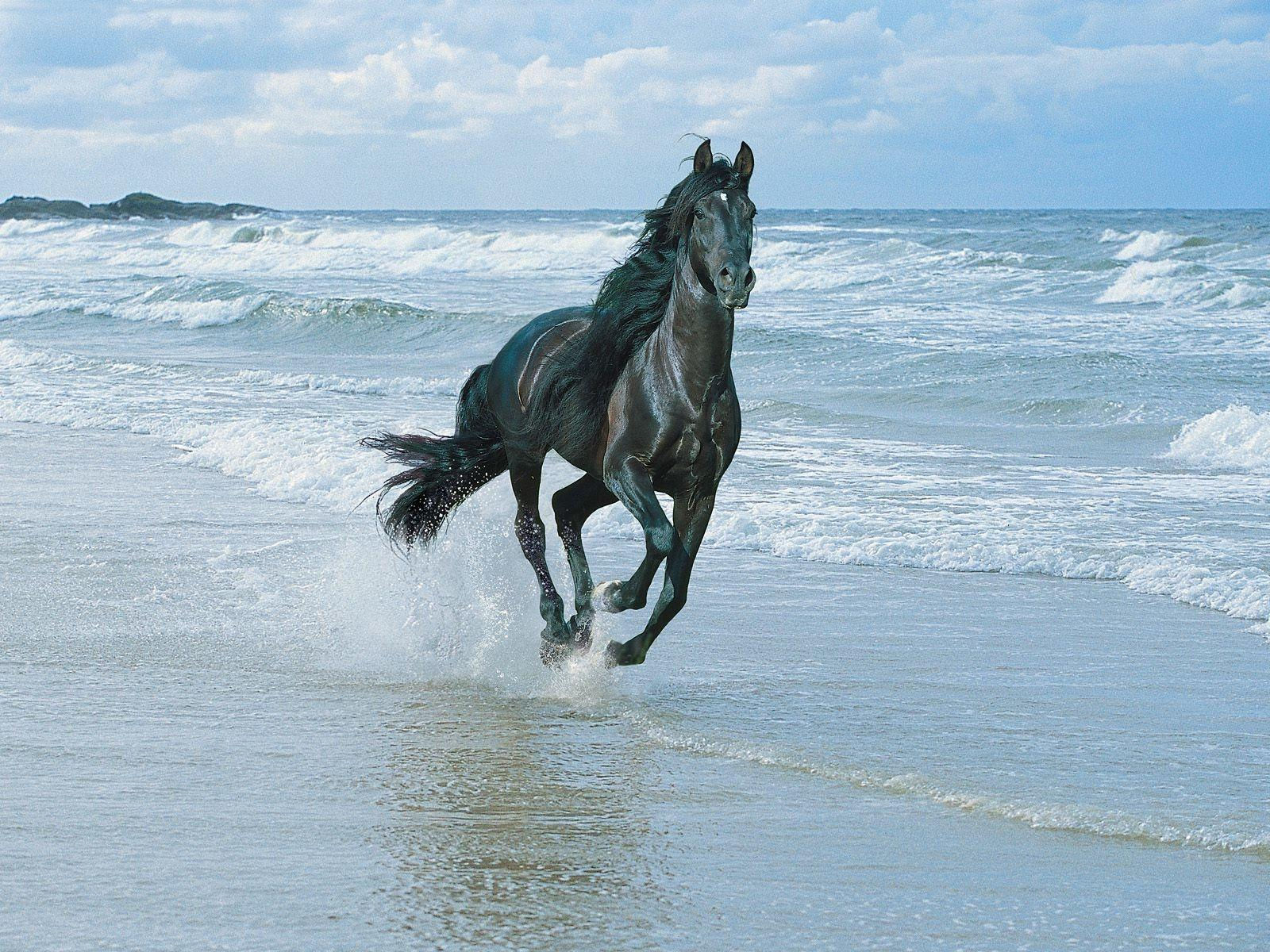 Wallpaper #-x2ULJMBlOZrFDOkz8qk64 Arabian Horse Wallpapers Wallpaper Cave