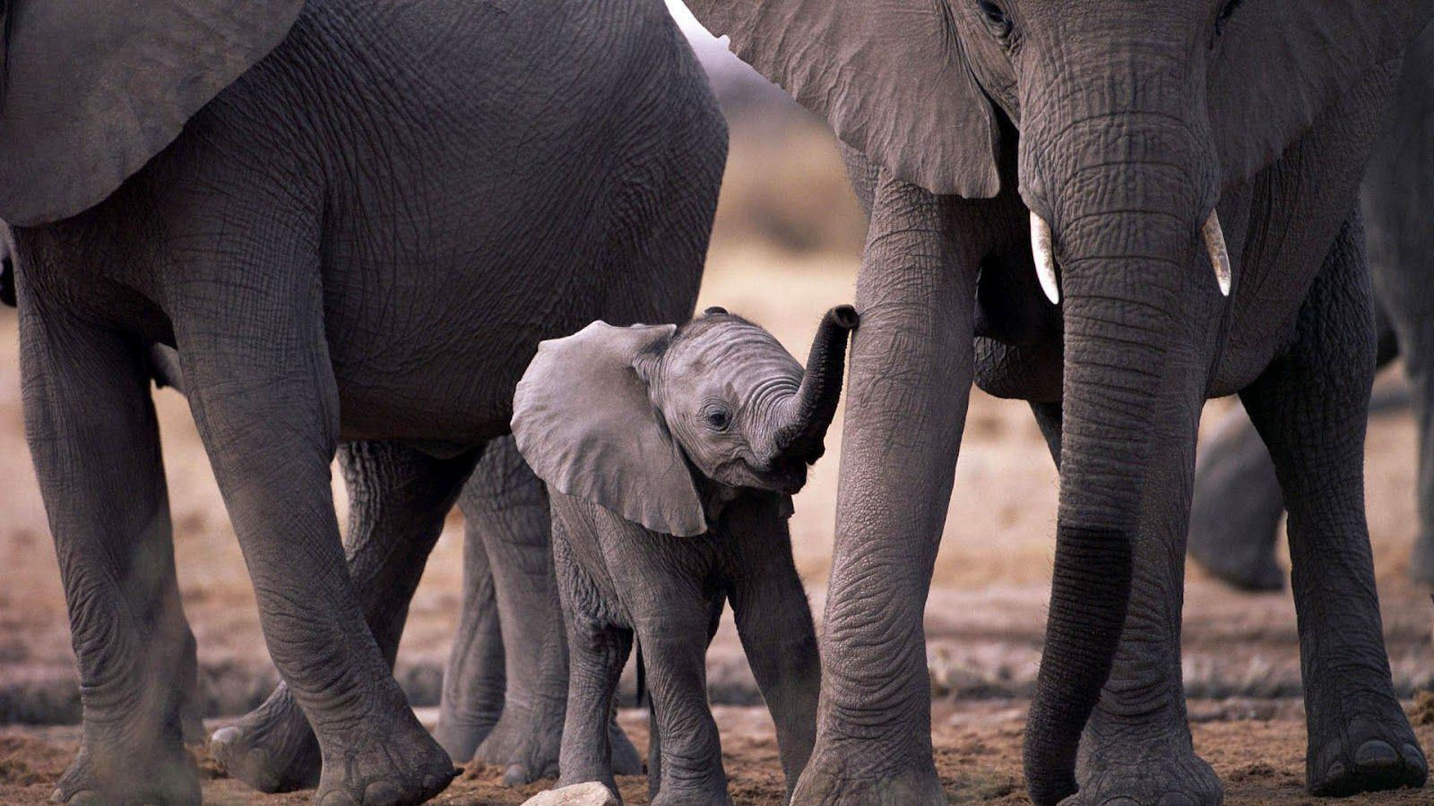 Wallpaper #sHfNJ5MB-pgBXx60h6cK146 Elephant Desktop Backgrounds Wallpaper Cave