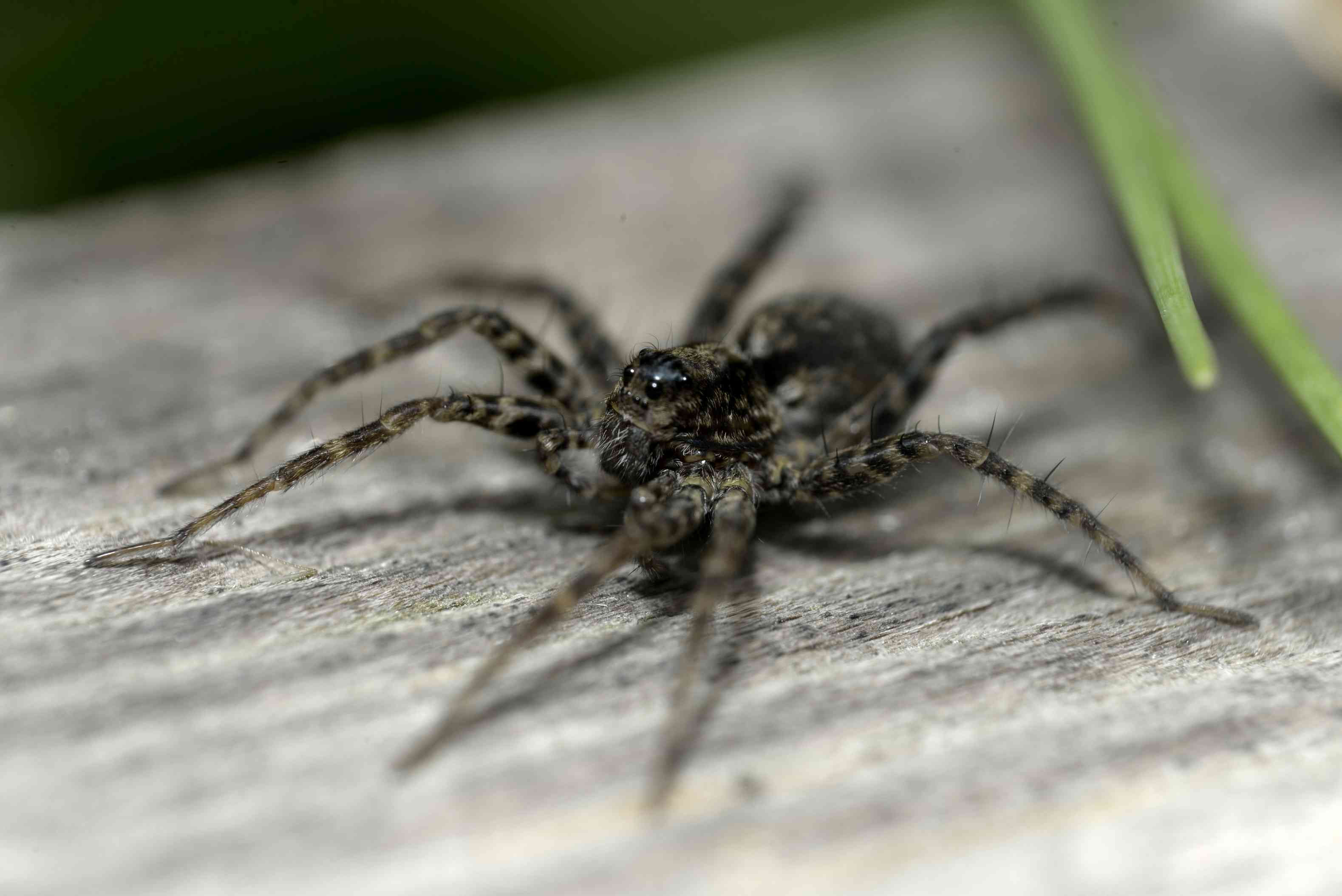 Wallpaper #32cVEZMBSpphPi3-sfVC39 The 7 Most Common Types of House Spiders