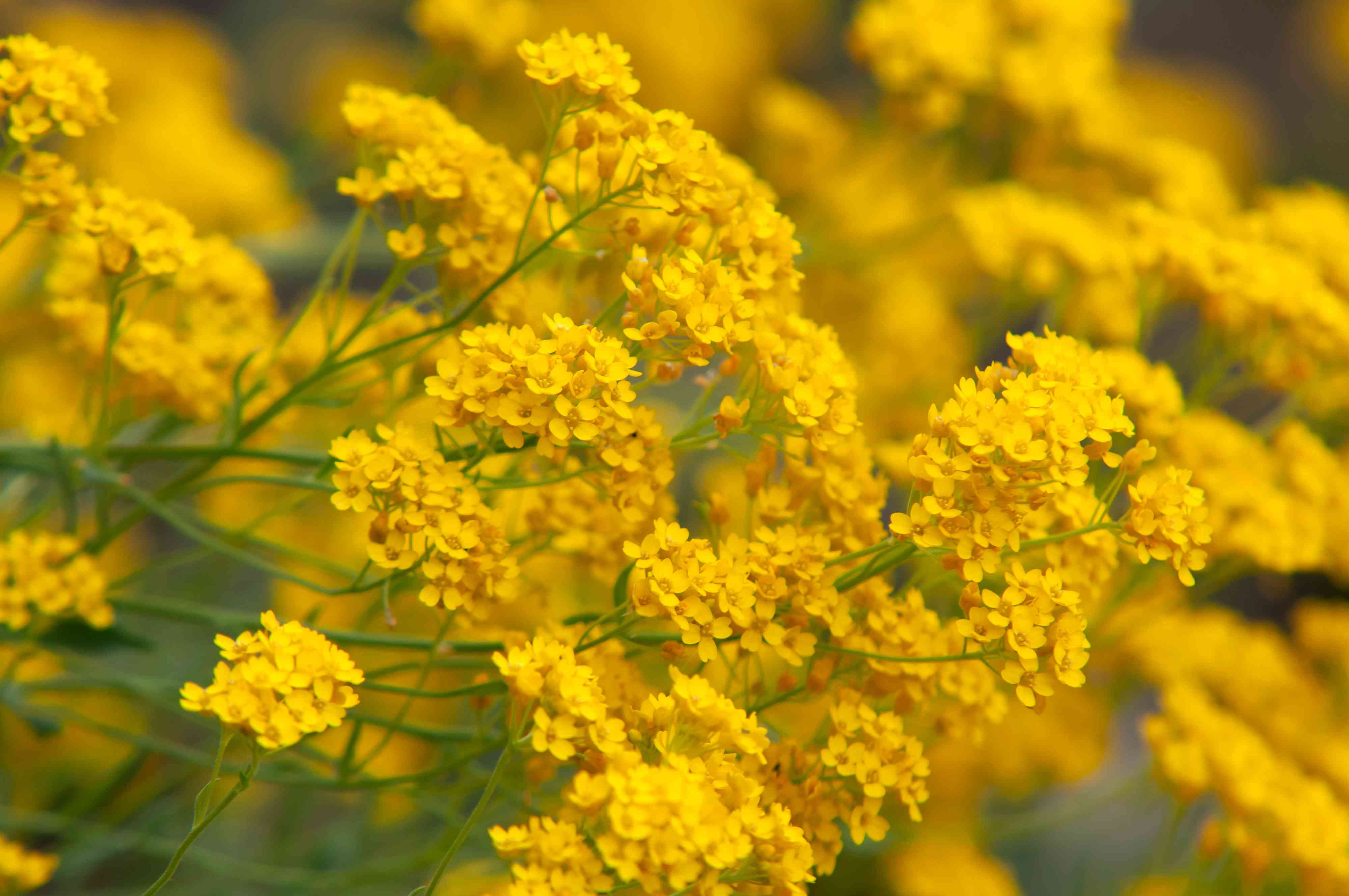 Wallpaper #1yYilpcBNyflpn9ruYT943 18 Varieties of Yellow Flowering Plants