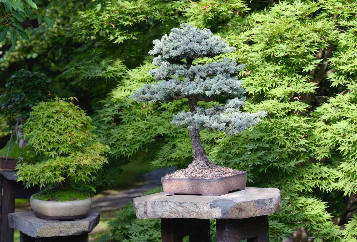 Wallpaper #QeouVJMBlwTYPL18NgtW156 What is It That Makes Bonsai Trees So Special 2023 Update