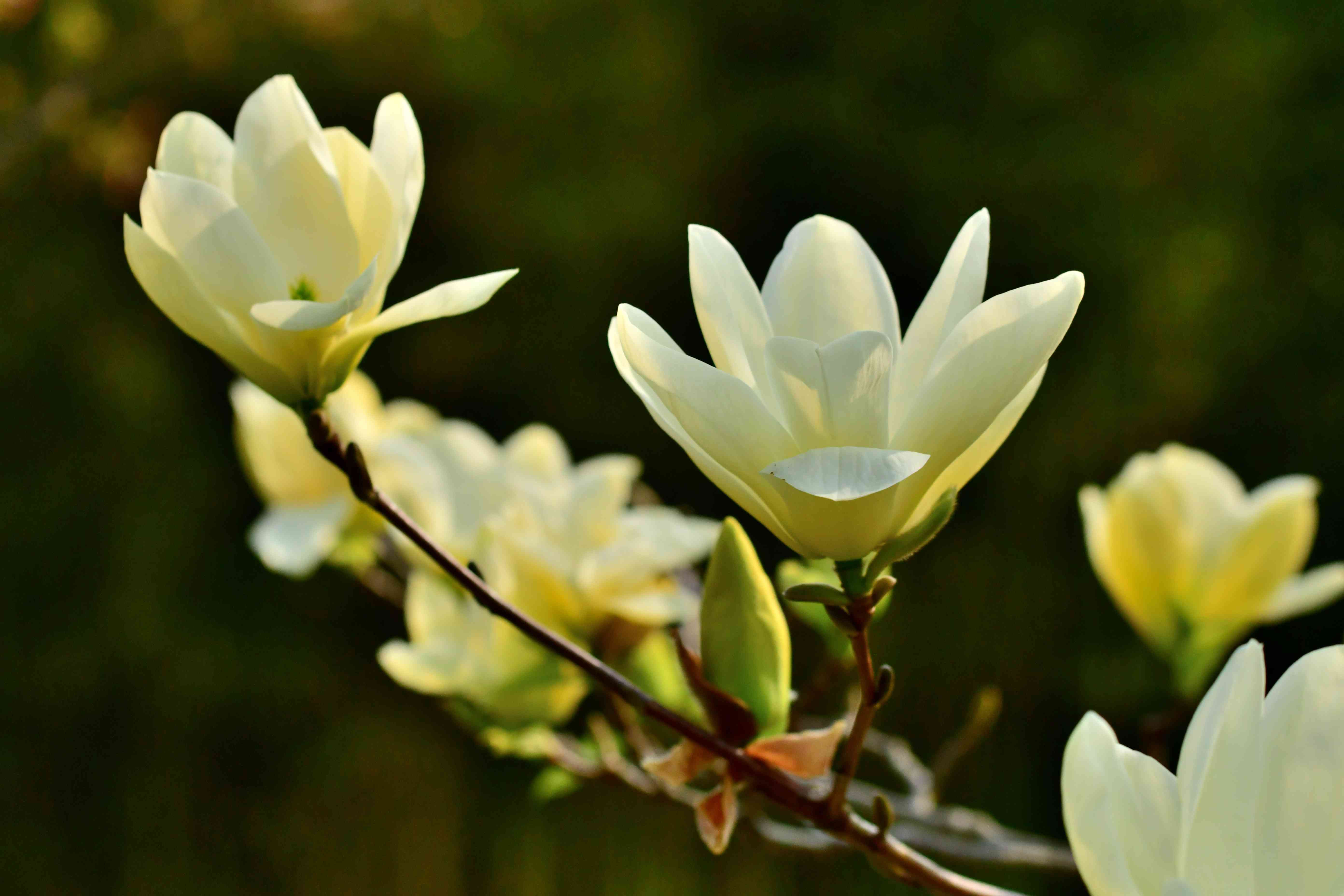 Wallpaper #35F56 Pink Magnolia Trees Crazy for Gardening