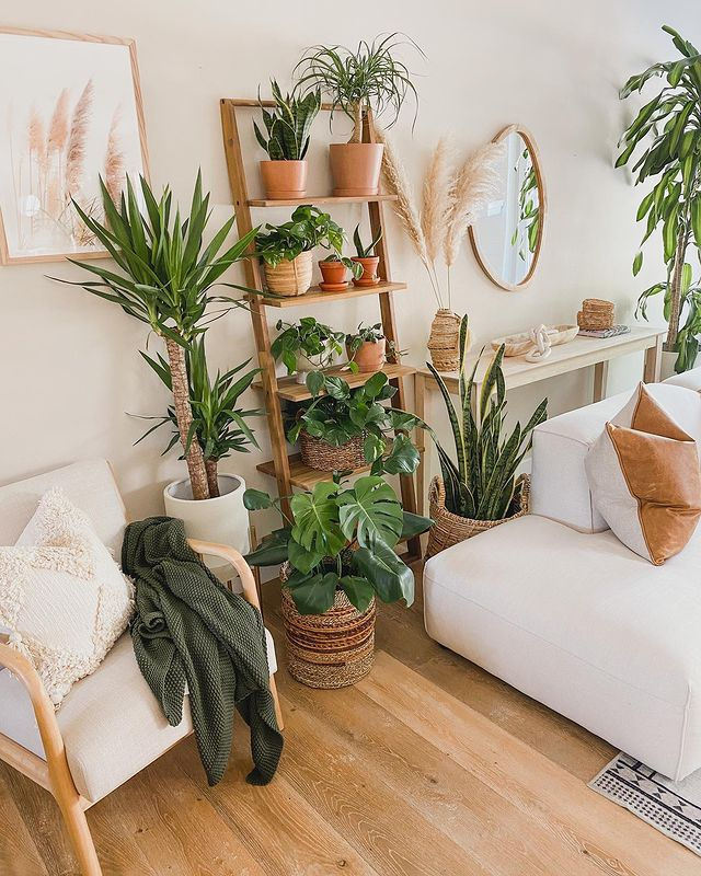Wallpaper #b5610 30 Pretty House Plants Ideas for Living Room Decoration Living Room