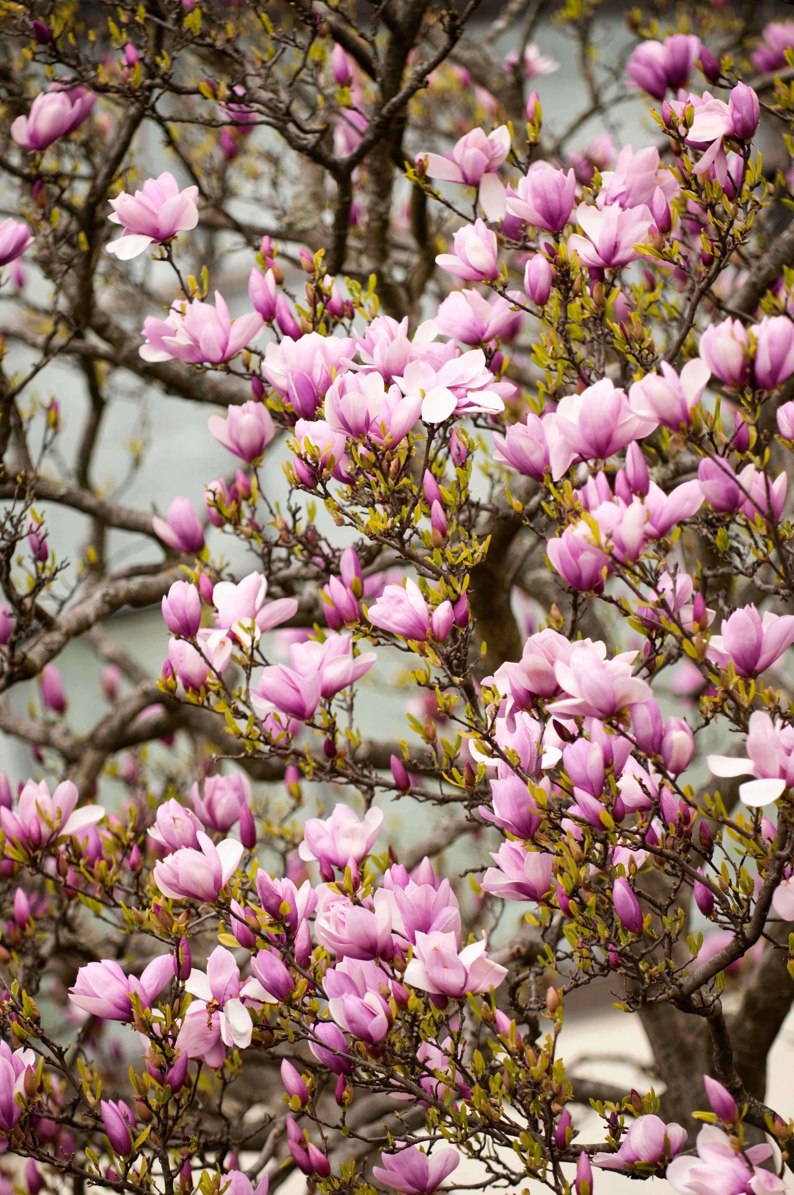 Wallpaper #35F56 Pink Magnolia Trees Crazy for Gardening