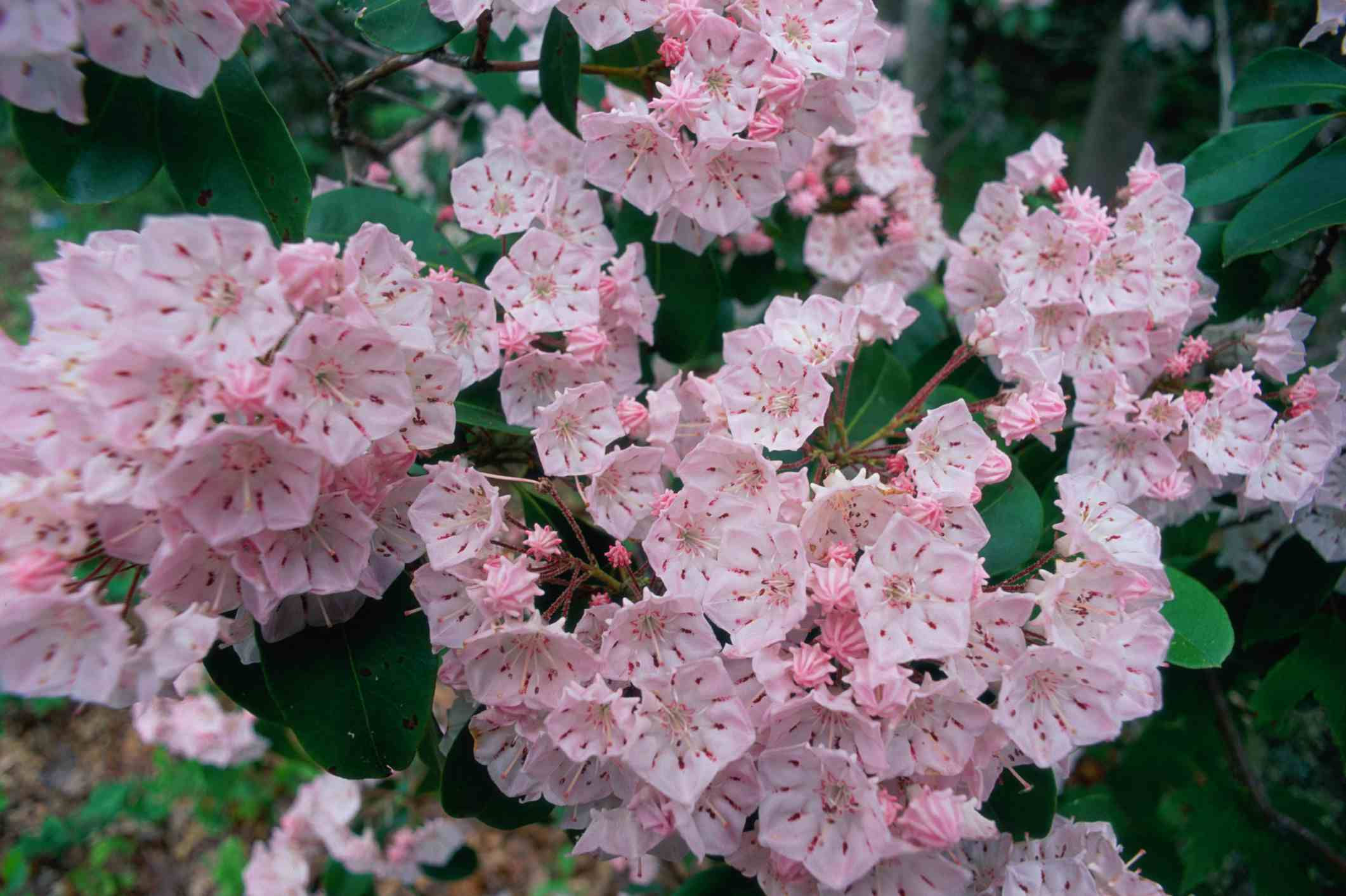 Wallpaper #A26DC Low Flowering Shrubs for Shade Fanny Healthy Life