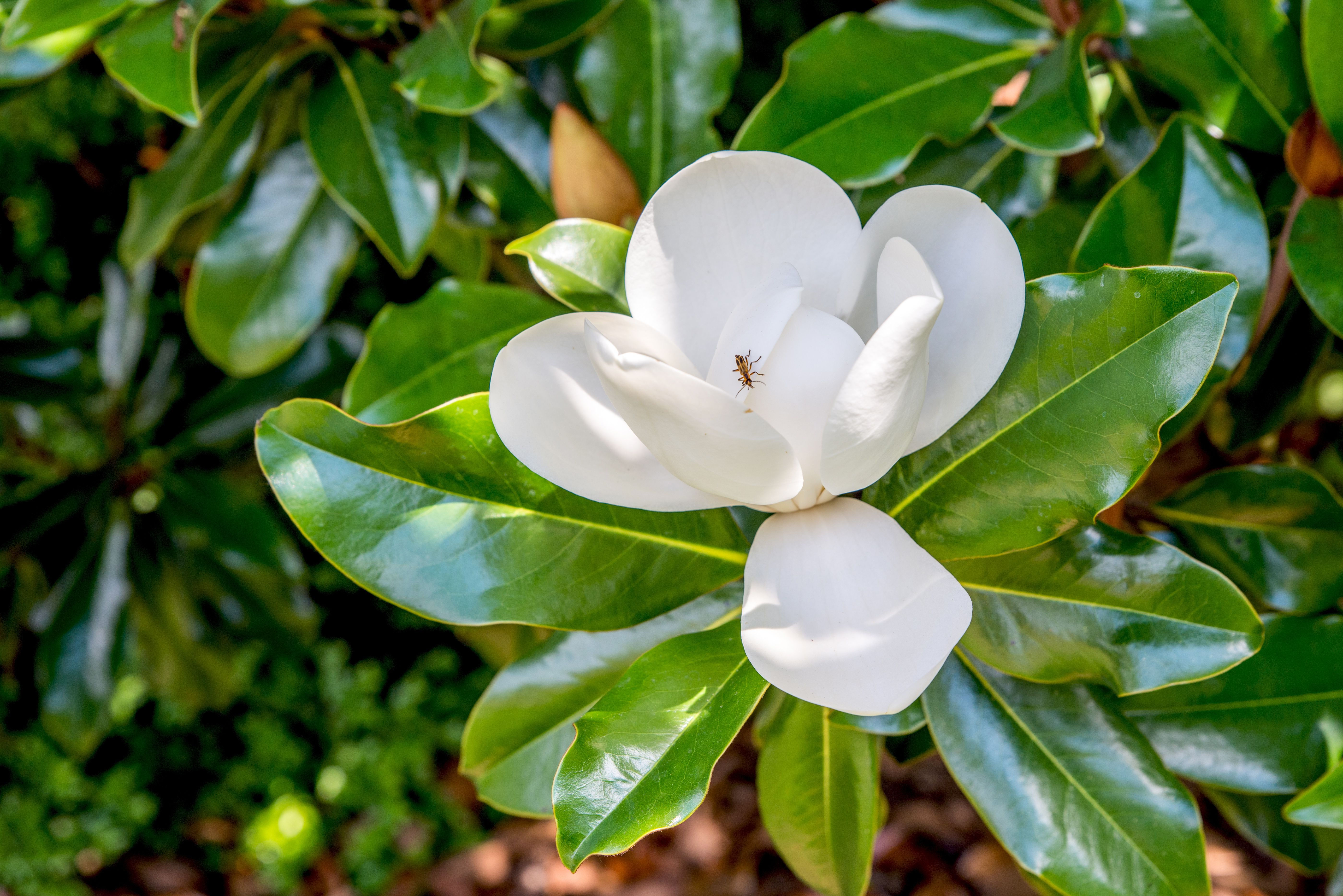 Wallpaper #35F56 Pink Magnolia Trees Crazy for Gardening