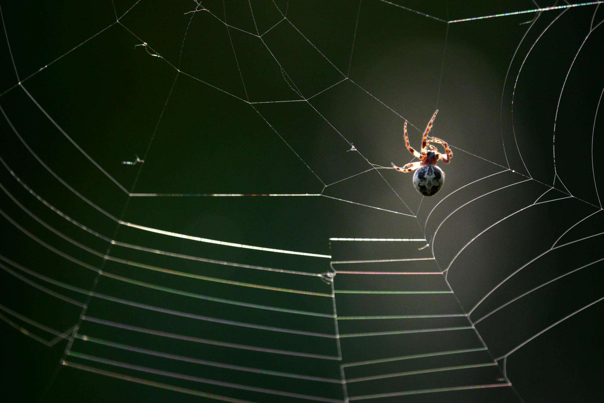 Wallpaper #9FiONJMBzN9vxX34-Dwl245 Why Spiders Build Webs and Other Facts About Webs