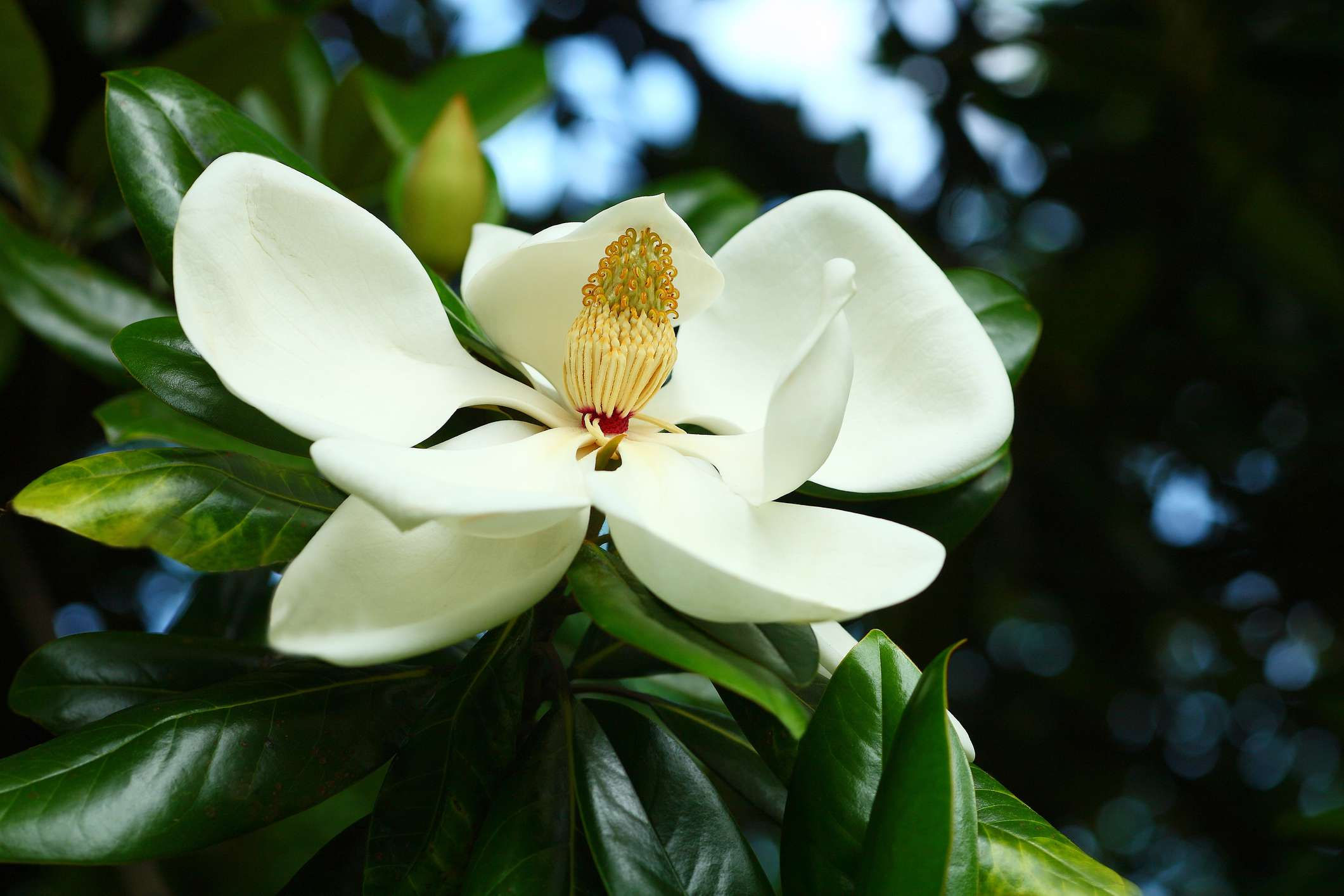 Wallpaper #35F56 Pink Magnolia Trees Crazy for Gardening