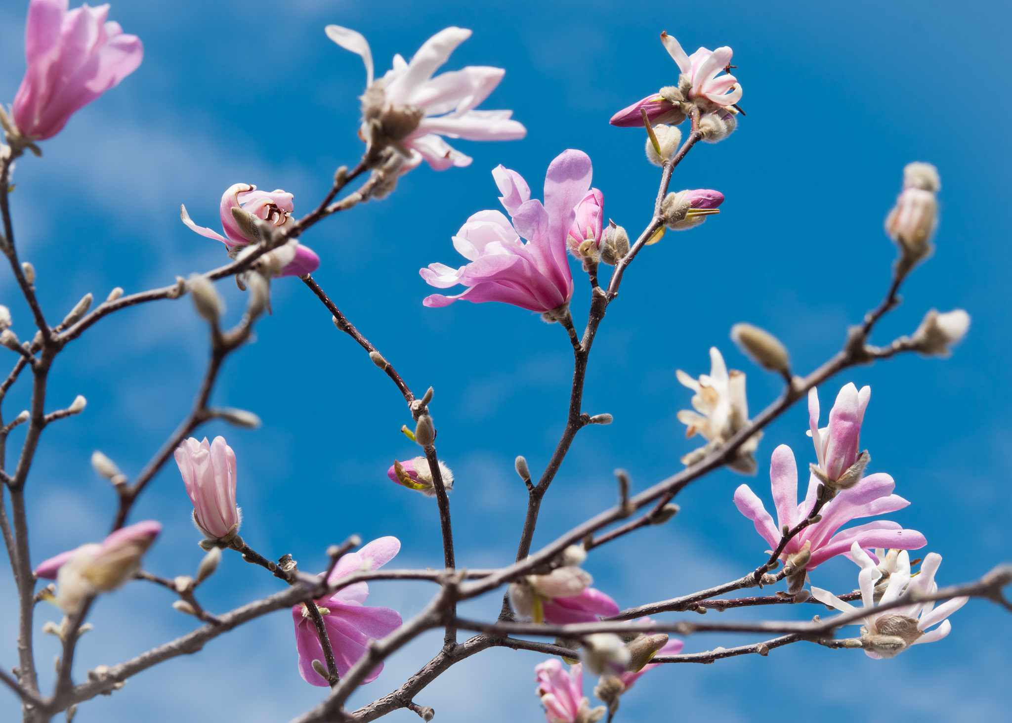 Wallpaper #35F56 Pink Magnolia Trees Crazy for Gardening