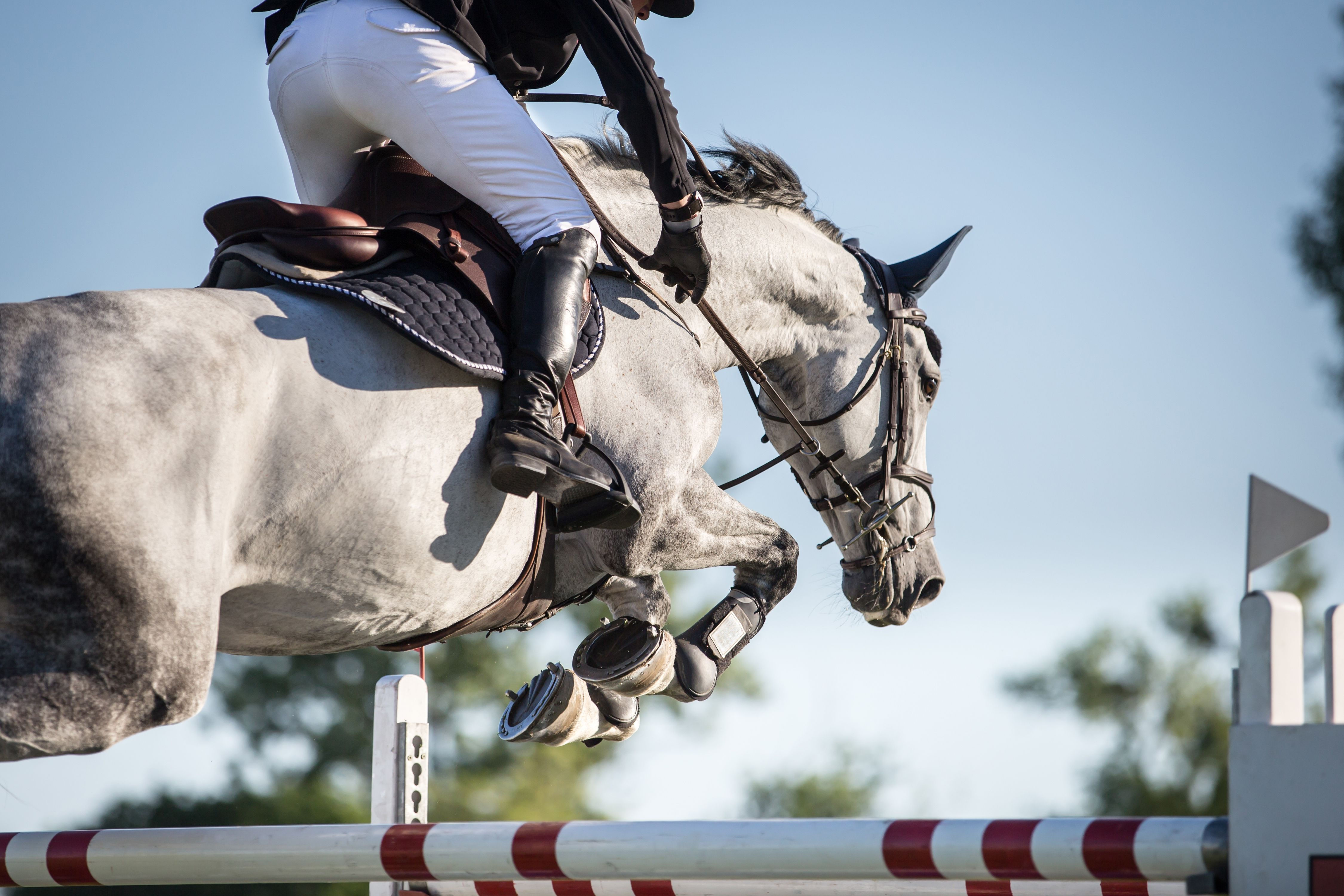 Wallpaper #Gx2aLJMBlOZrFDOk68sw34 7 Popular Horse Show Jumps
