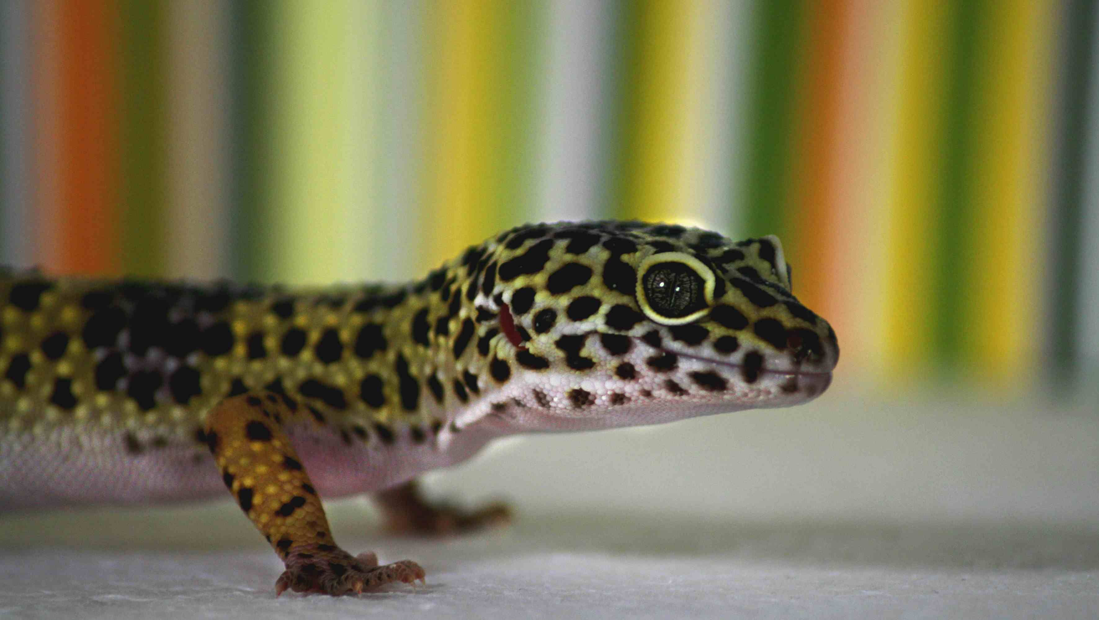 Wallpaper #22ca85IBSpphPi3-NnM5173 Common Pet Gecko Types for Beginners