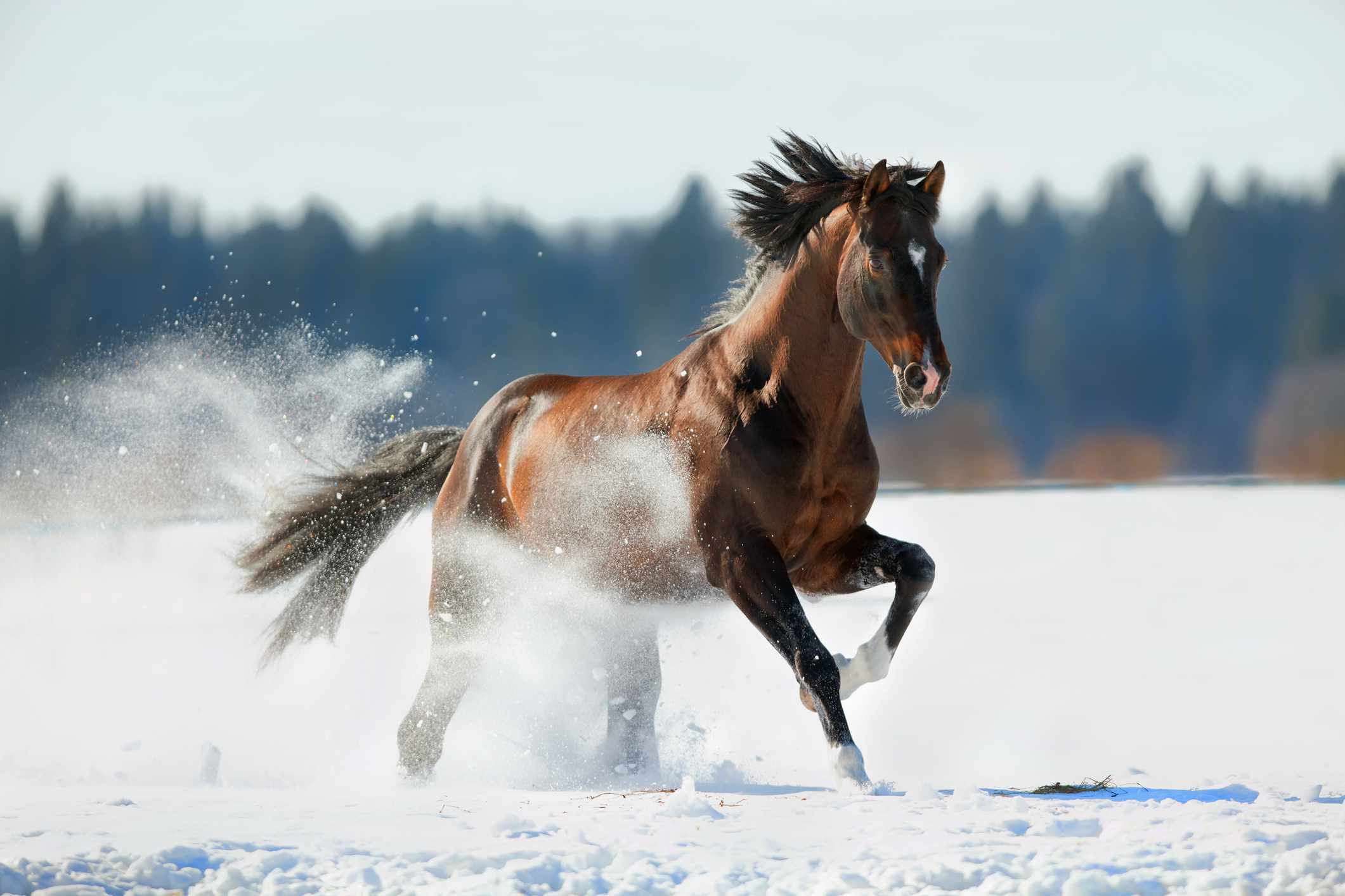 Wallpaper #3x2MLJMBlOZrFDOkscpy83 Trakehner Horse Full Profile History and Care