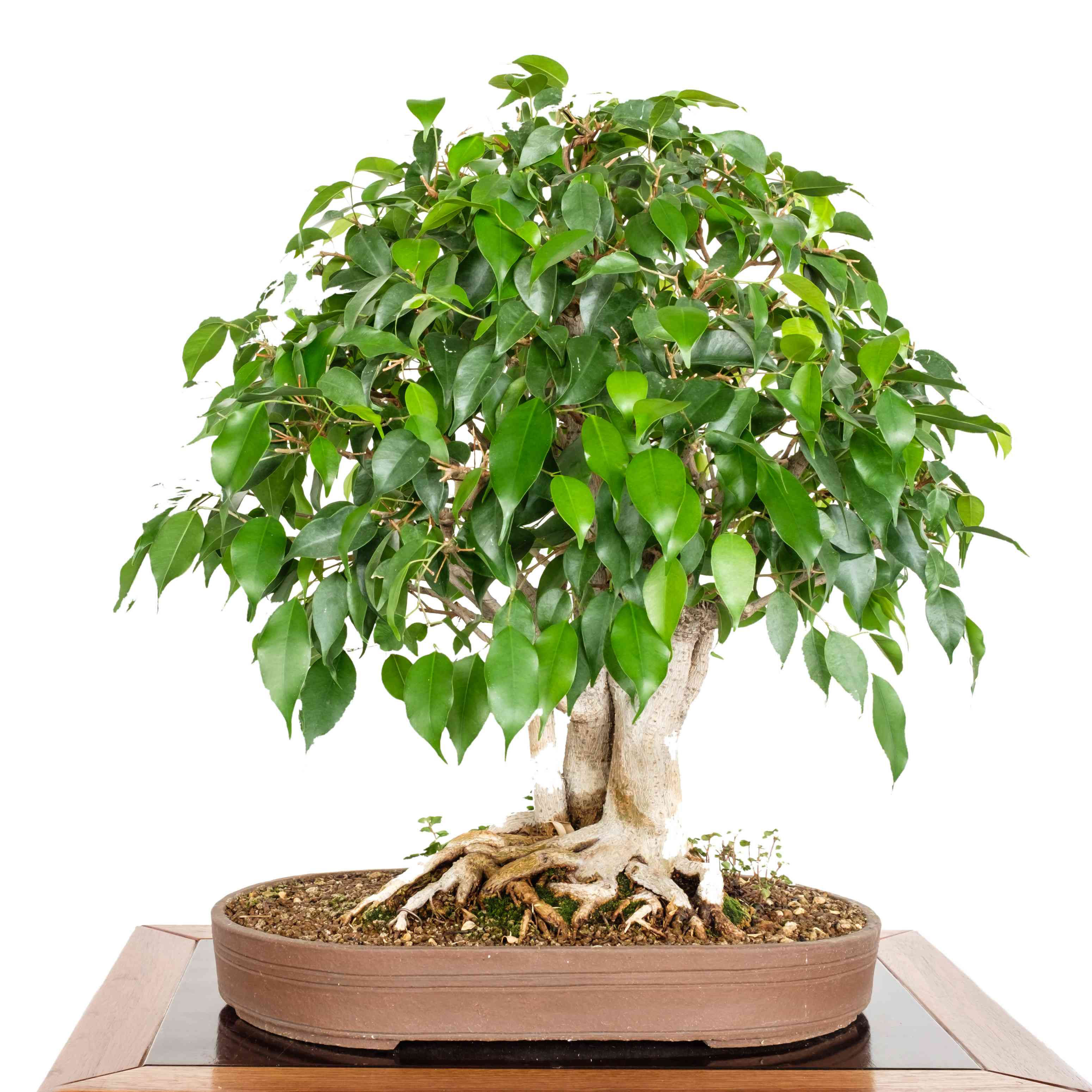Wallpaper #QeouVJMBlwTYPL18NgtW69 9 Trees That Make Good Bonsai Specimens