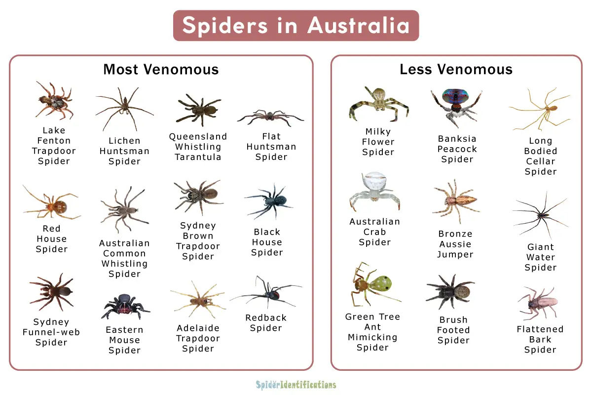 Wallpaper #32cVEZMBSpphPi3-sfVC89 25 Common Types of Spiders in New South Wales Nature Blog Network