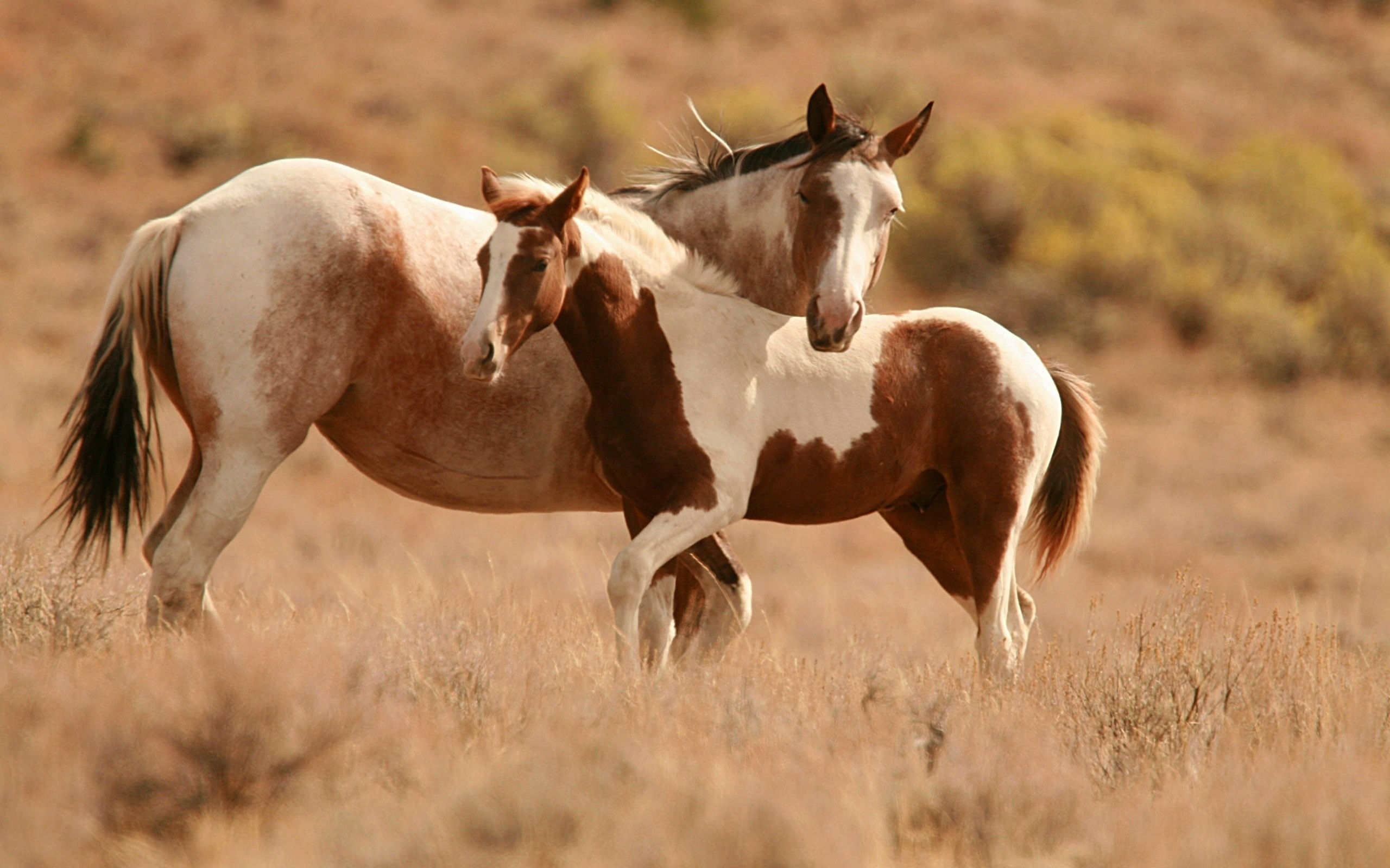 Wallpaper #PH1l8I4Bnwiau_P6rAb927 Horse 1080p Widescreen
