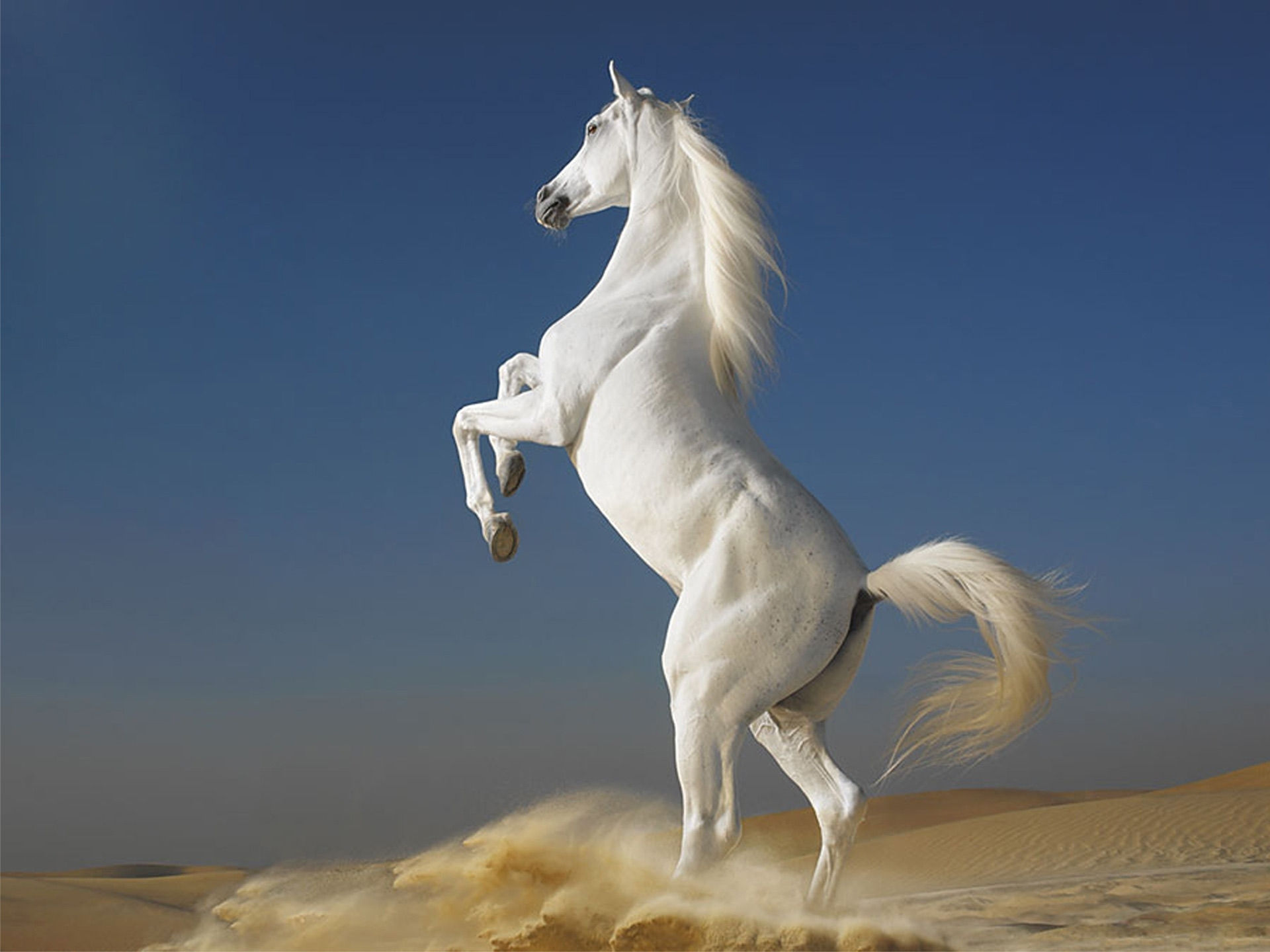 Wallpaper #th2FLJMBlOZrFDOkscqQ36 Horse HD Photos