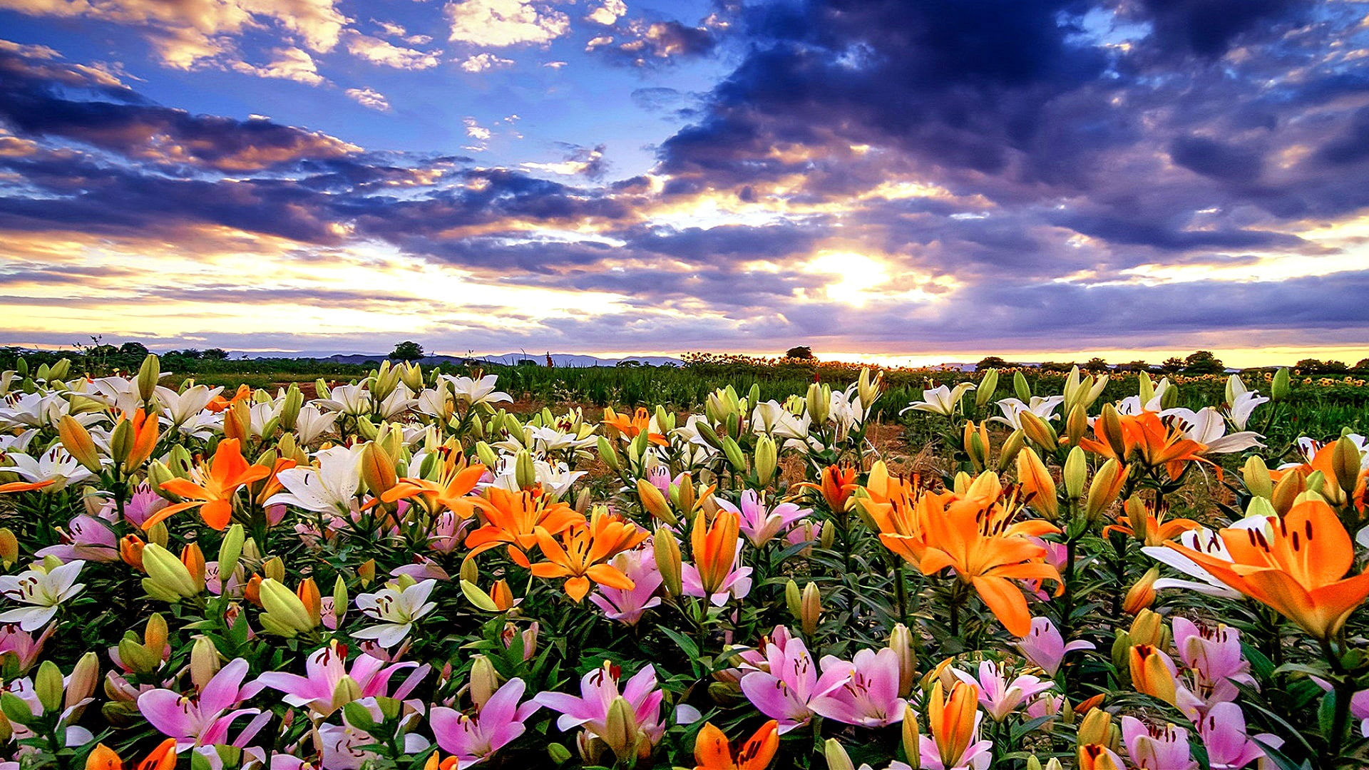 Wallpaper #wWhUIpMBSpphPi3--DK1104 Wildflower Flowering Plant Meadow Landscape Under Black Blue Cloudy Sky