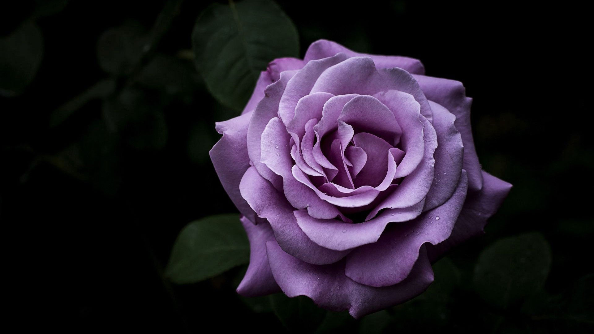 Wallpaper #umhUIpMBSpphPi3-VDJ0245 Purple Rose HD Wallpapers HD Wallpapers Id 32626