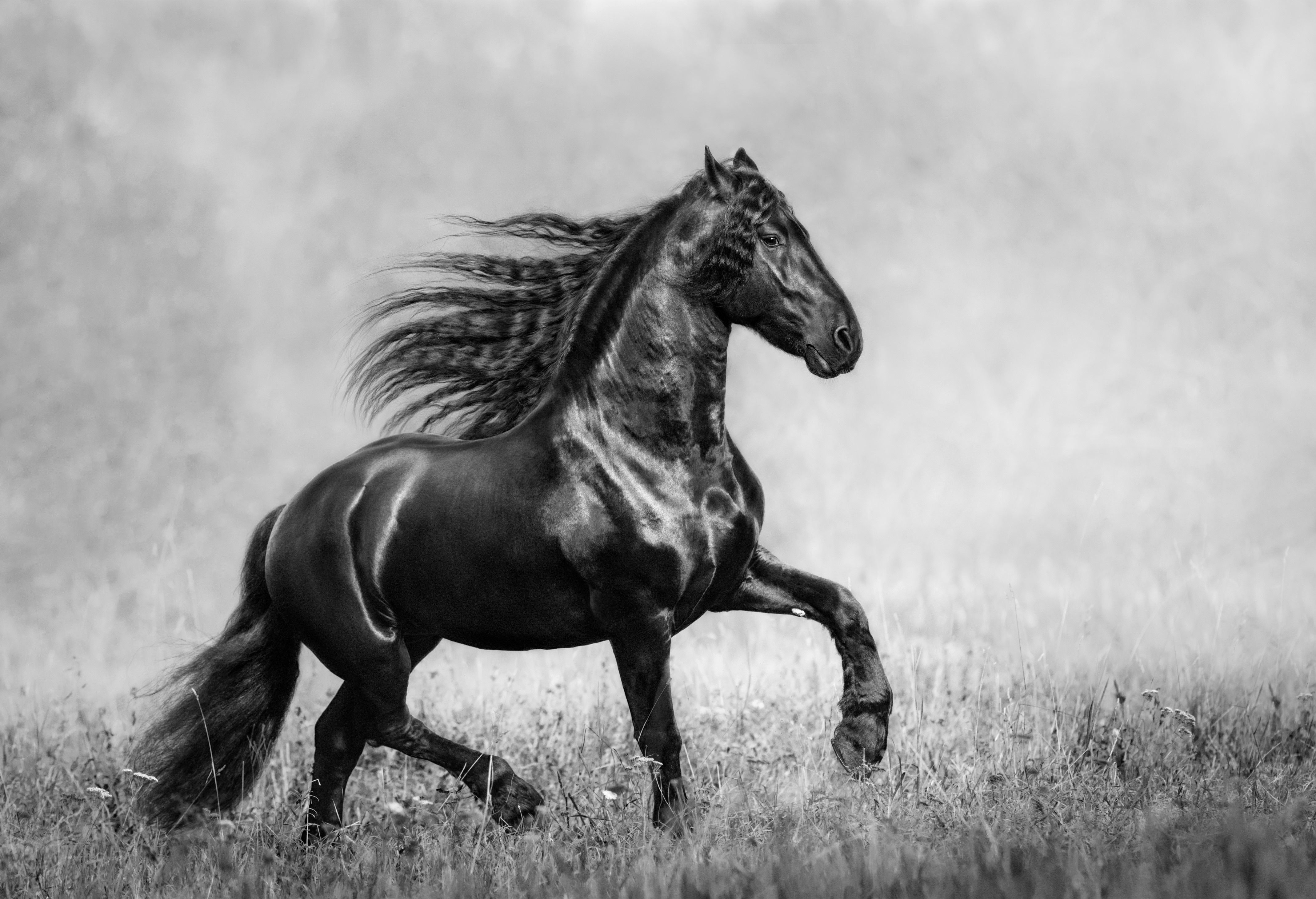 Wallpaper #bWfaEpMBSpphPi3-4_0h282 4K Horses Black Background HD Wallpaper Rare Gallery