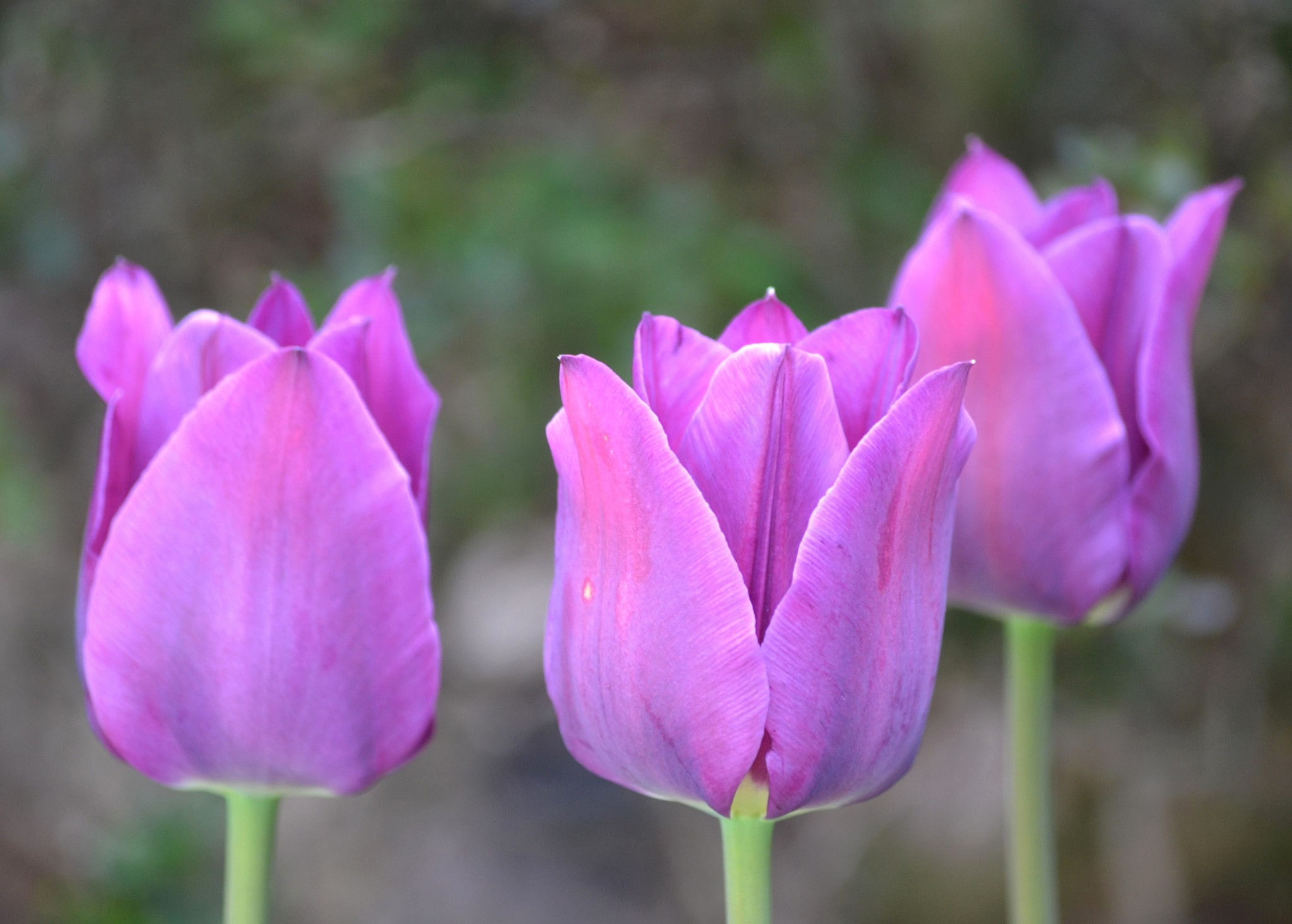 Wallpaper #0f480 Tulips Golden Varietie Stock Image Image of Grass 19338473