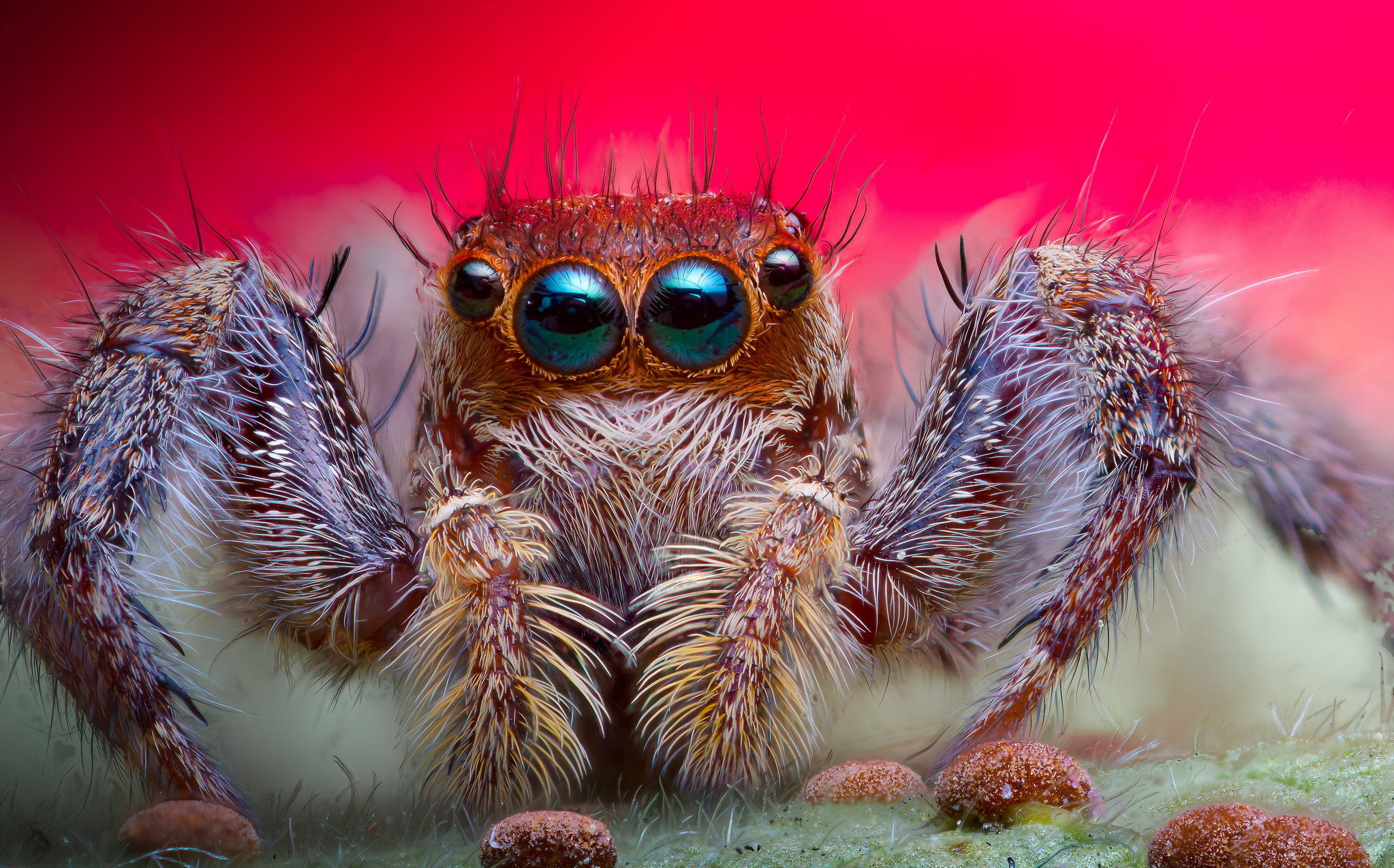 Wallpaper #e2dv9JIBSpphPi3-JXru225 2046x1274 Jumping Spider HD Wallpaper Rare Gallery