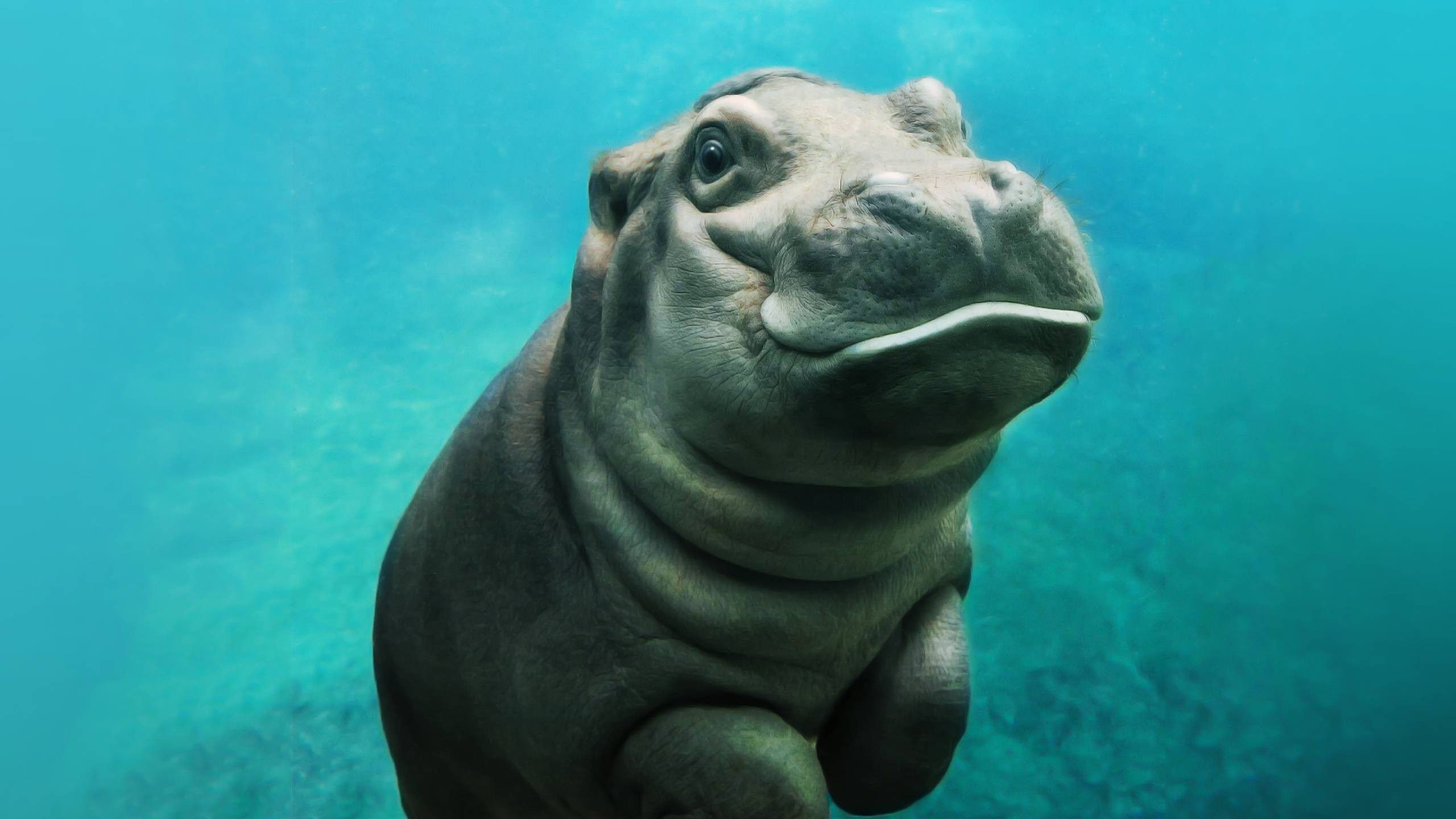 Wallpaper #dx2vLJMBlOZrFDOkYst5196 447183 Mammals Seals Animals Rare Gallery HD Wallpapers